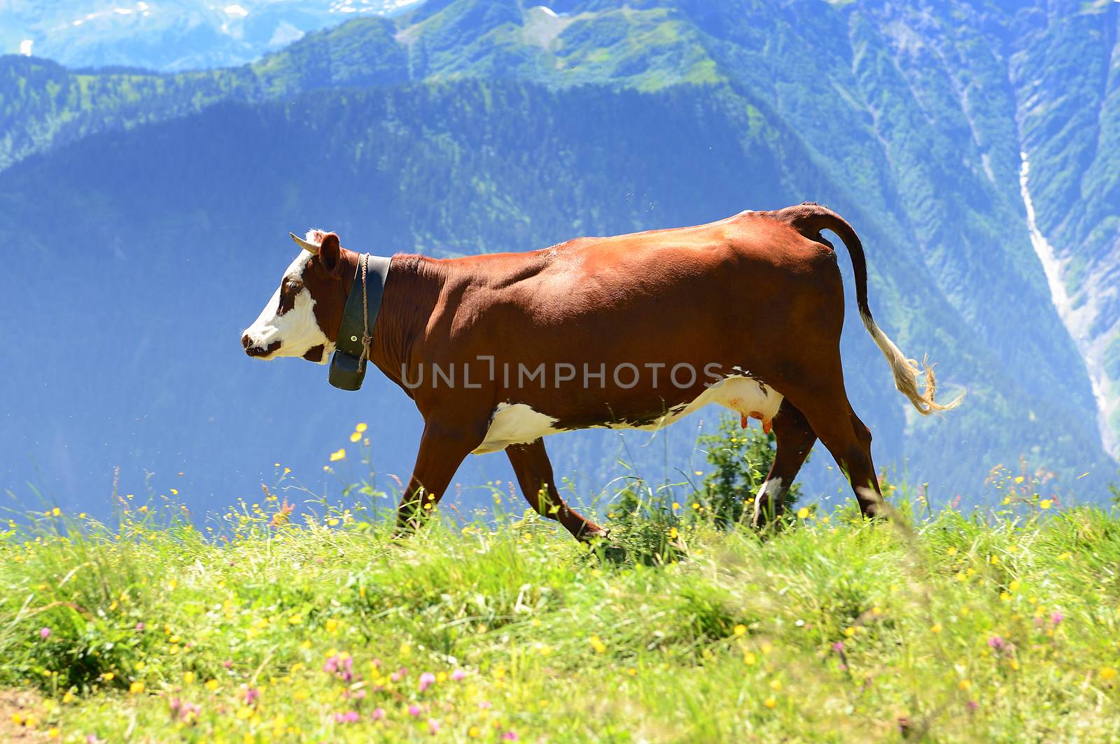 Alpine cow in summer by ventdusud