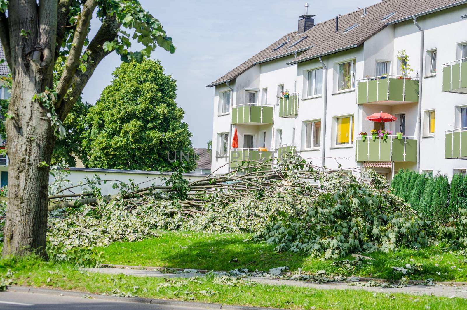 Storm damage, uprooted trees caused by a major storm.