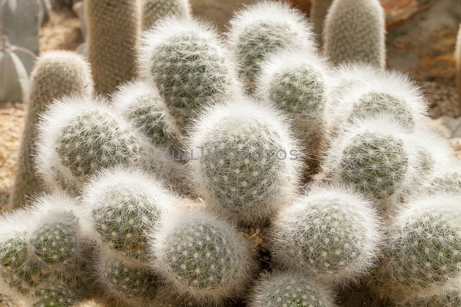 Cactus photo taken from Queen Sirikit Park.