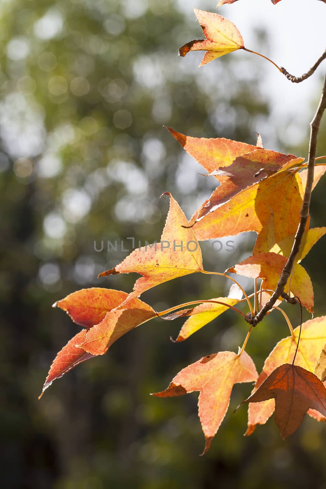 Leaf is a symbol of the city.
winter