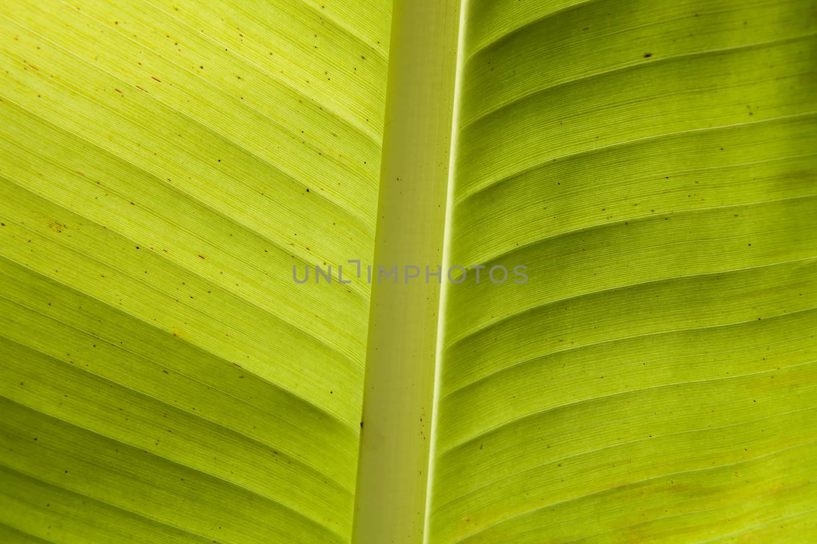 Banana leaf along with the lifestyle of Thailand.