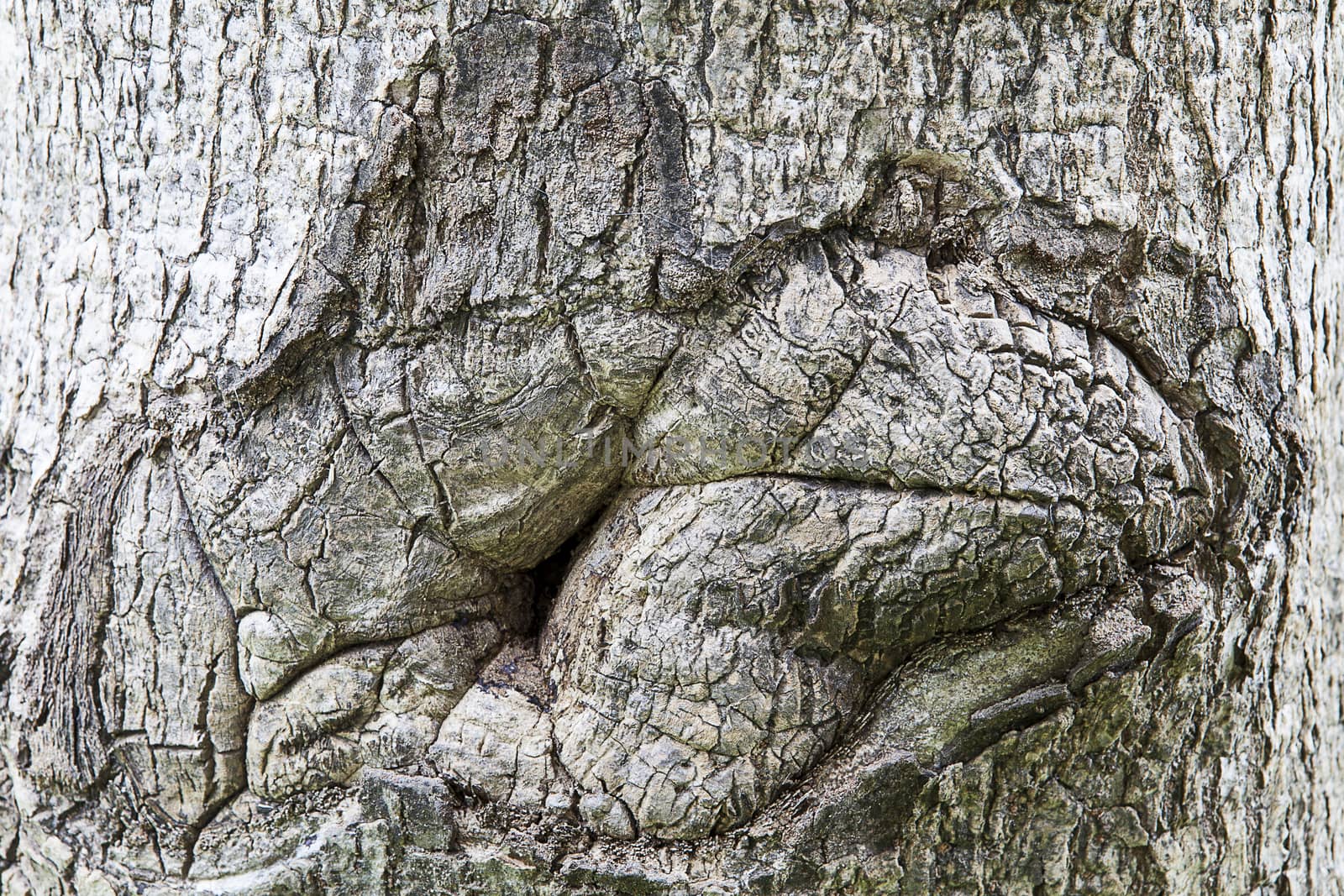 Eye perennial trees in the park.