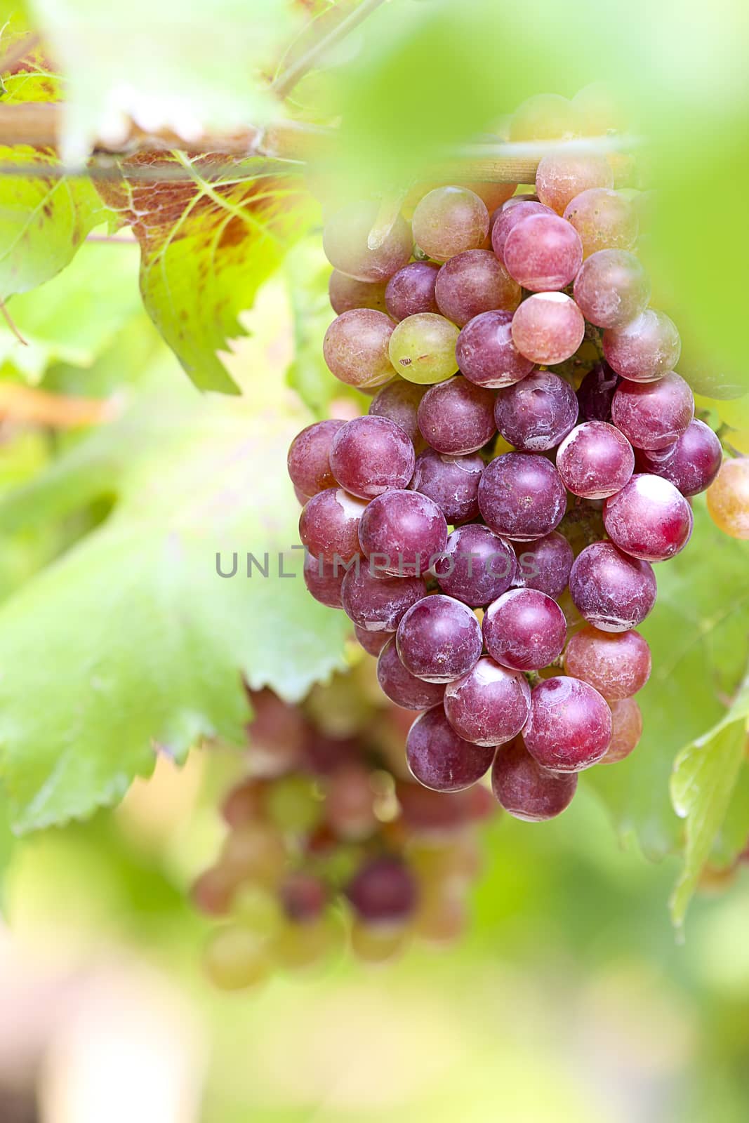 This type of grapes used to make wine in Thailand.