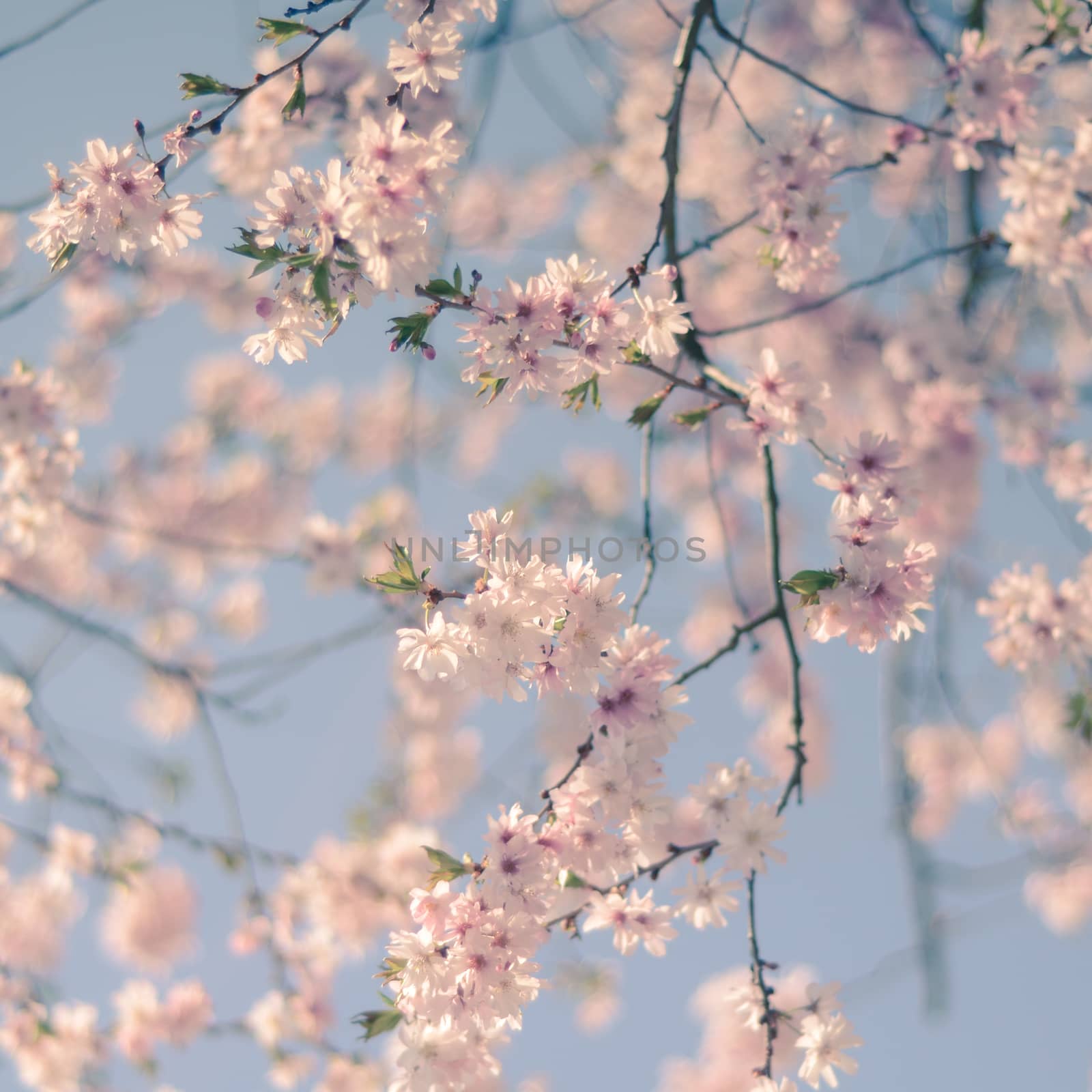 Pastel Retro Filter Pink Cherry Blossom Flowers For Spring (With Shallow DoF)