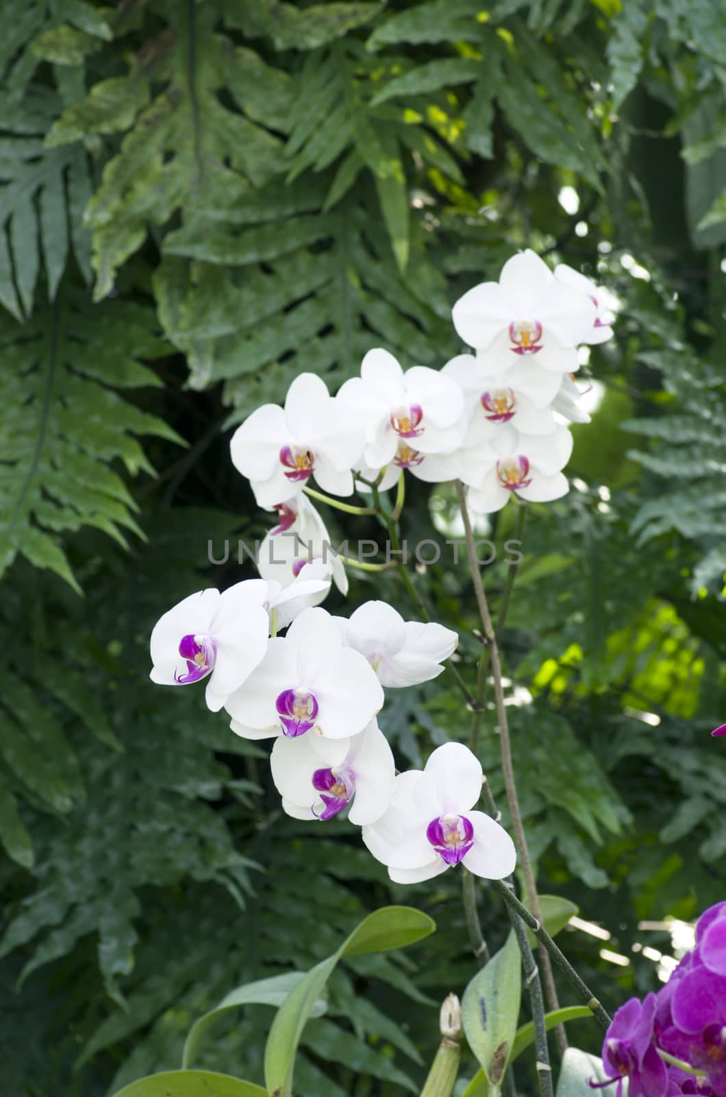 Beautiful purple and white orchid - phalaenopsis