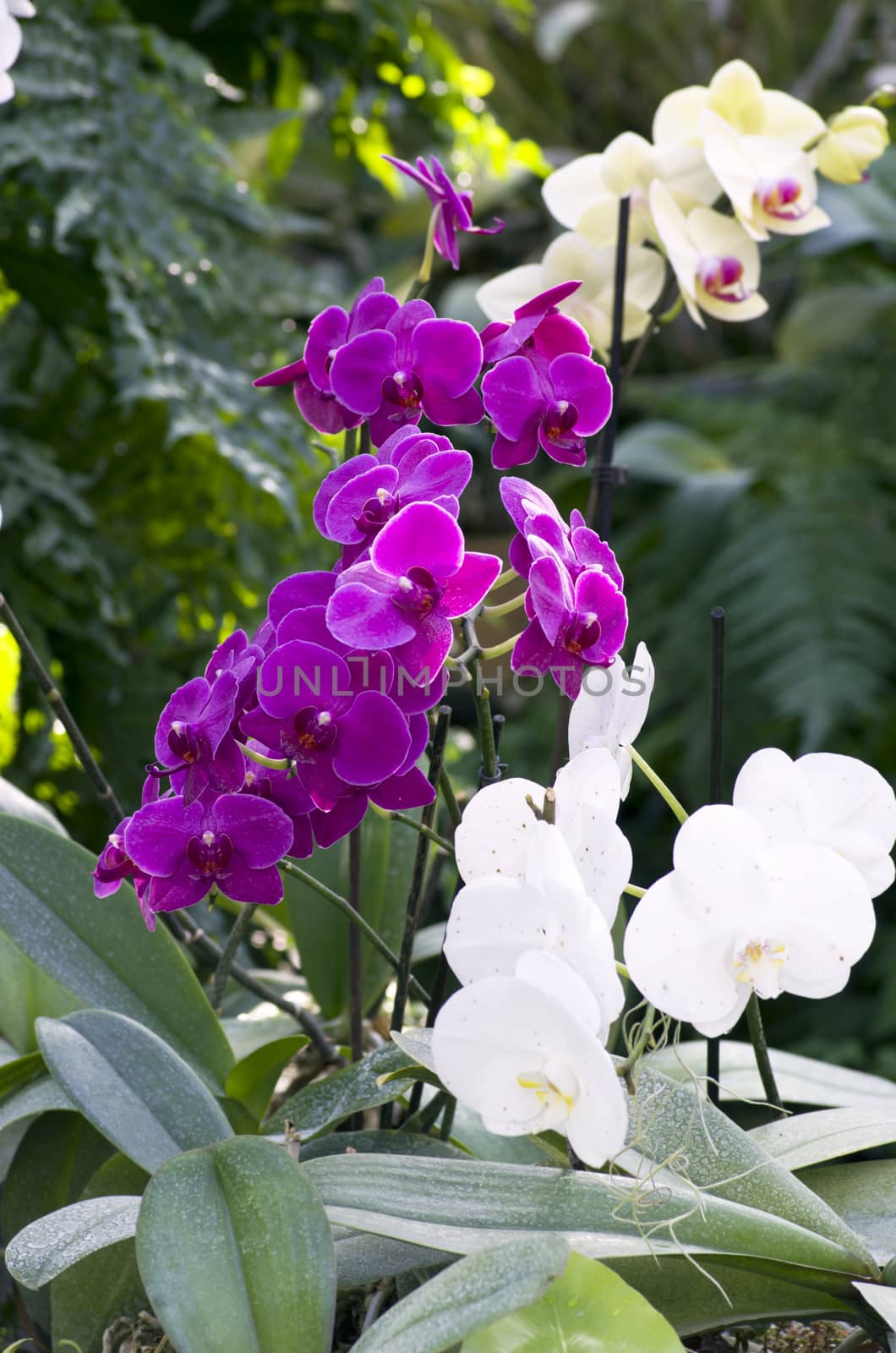 Beautiful purple and white orchid - phalaenopsis  by dolnikow