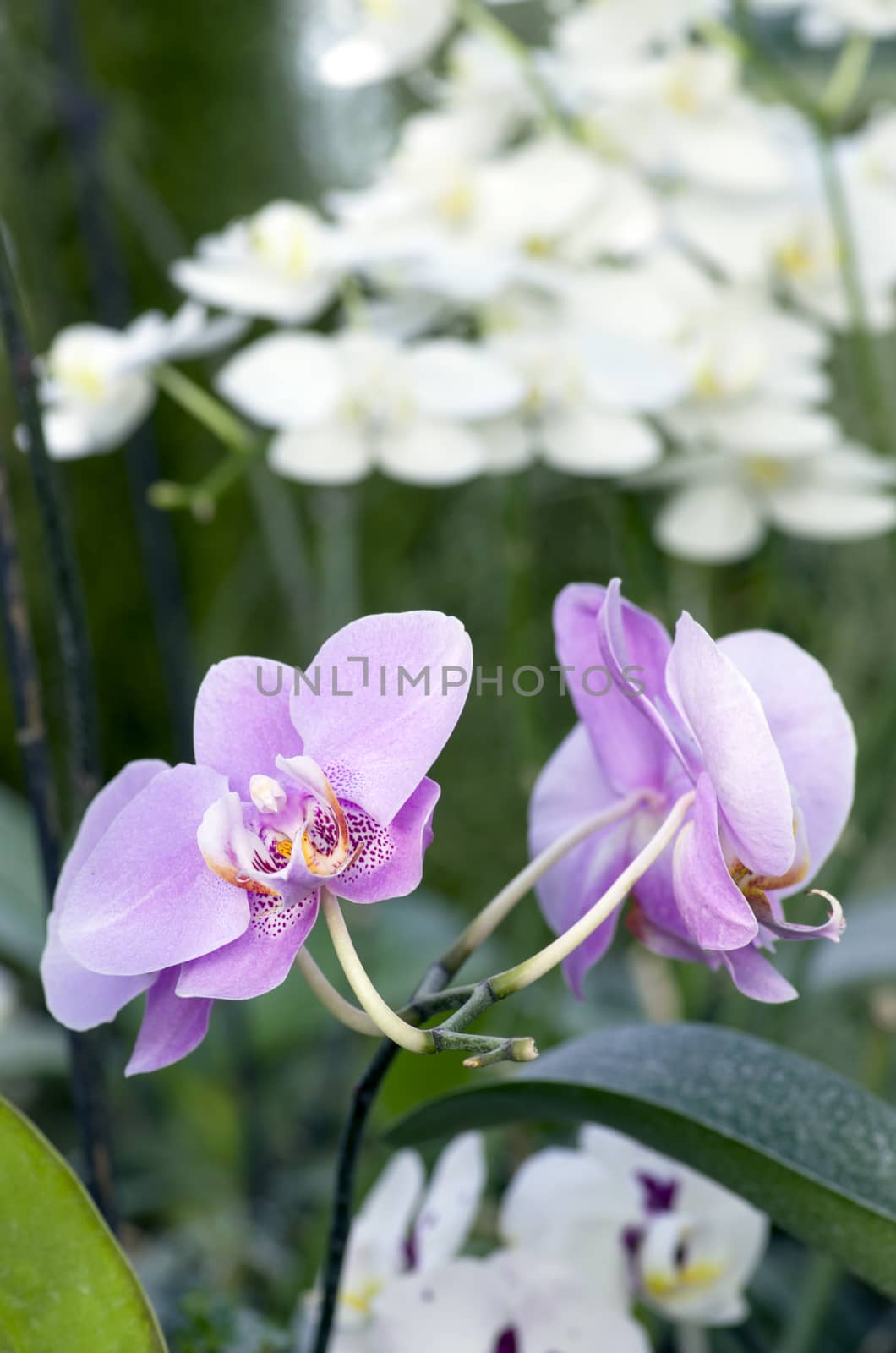 Beautiful purple orchid - phalaenopsis  by dolnikow