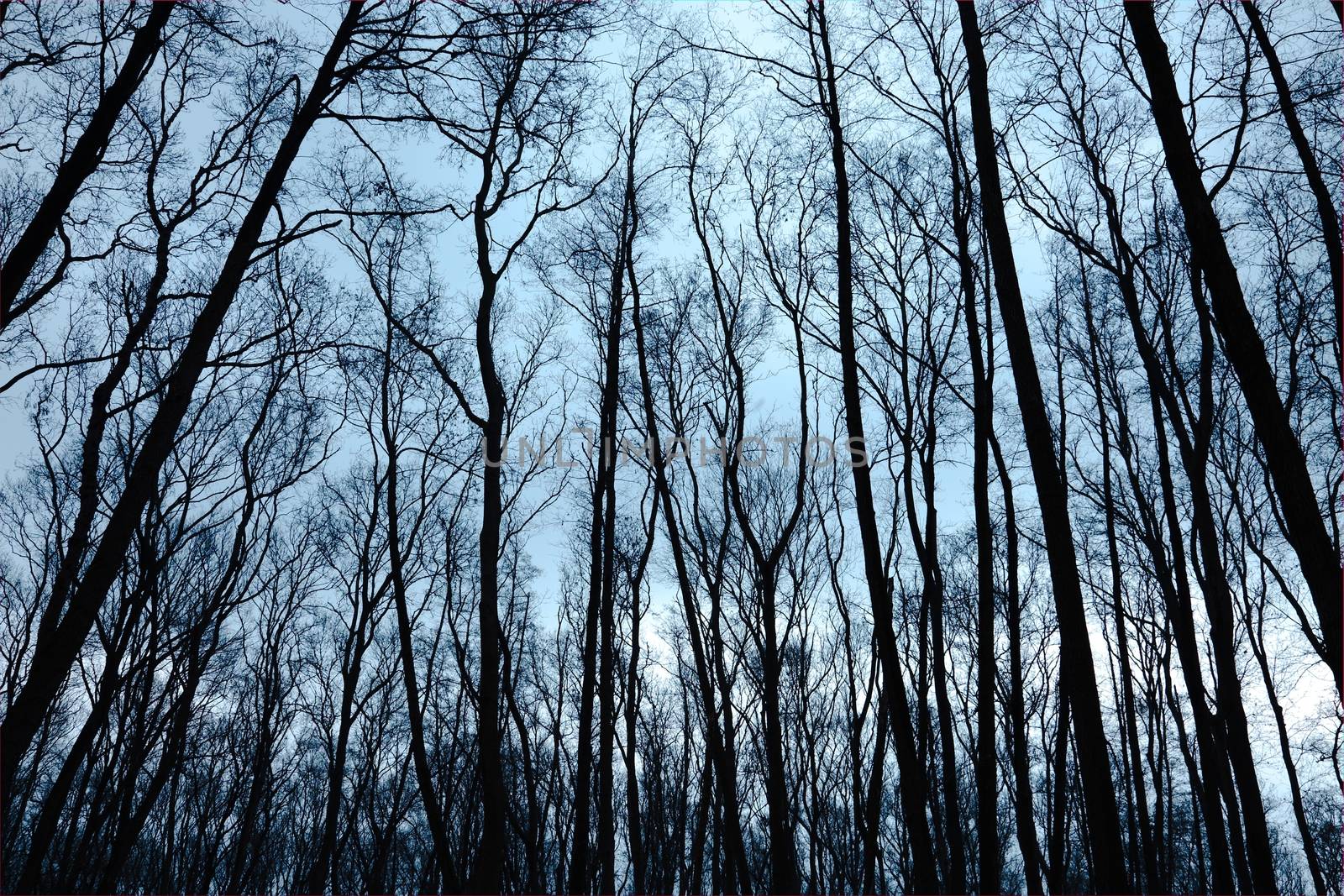 Bare trees of an autumn forest
