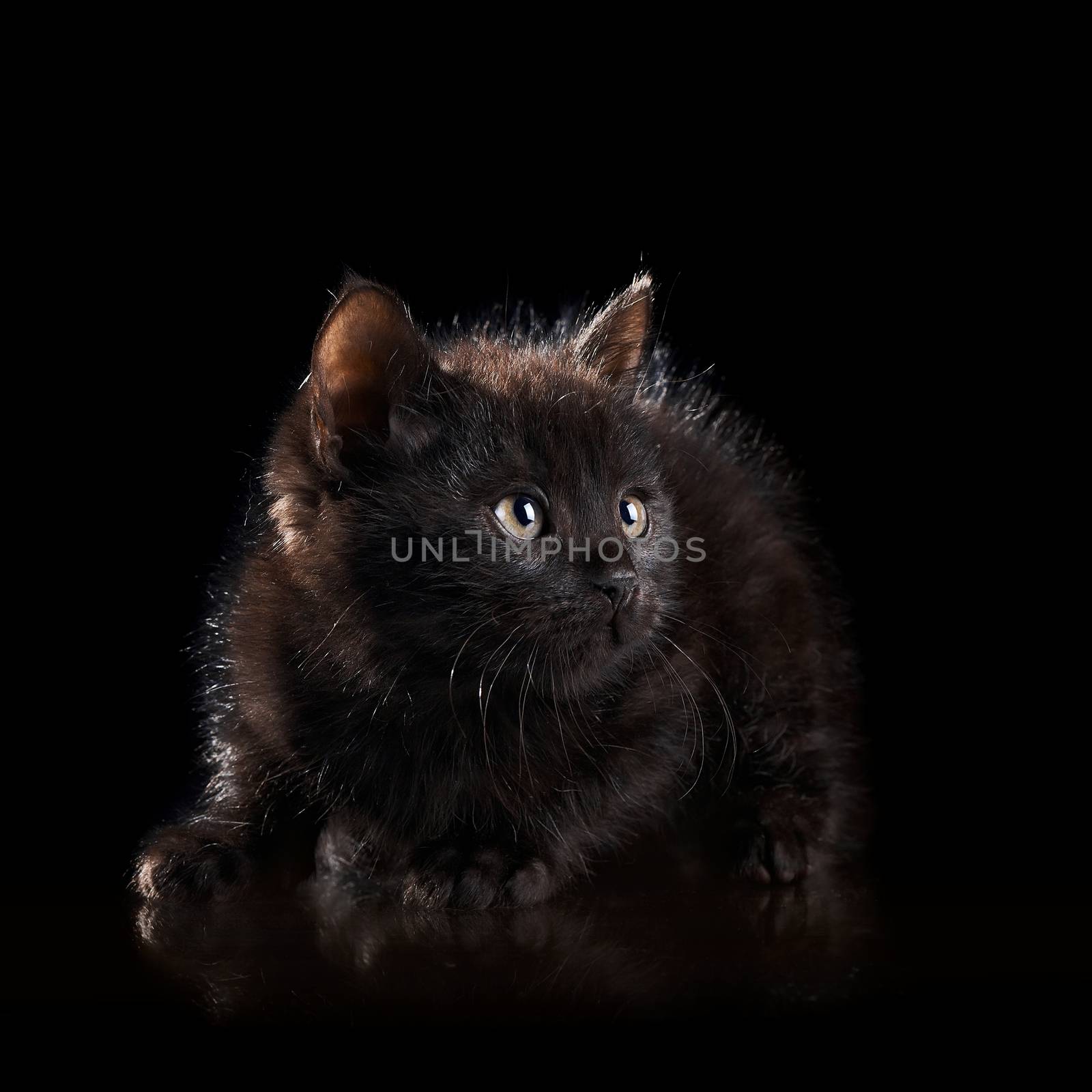 Black small kitten. Black on the black. Fluffy black kitten. Kitten on a white background. Small predator. Black kitty. Small cat.