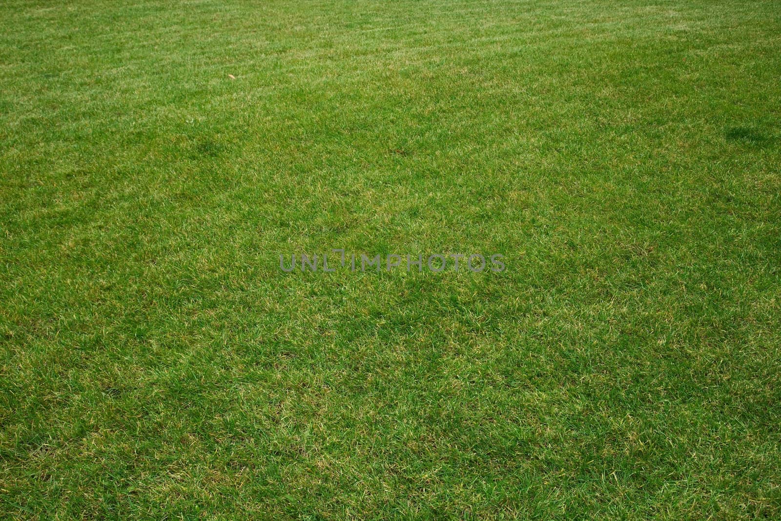 Grassblades closeup on a field