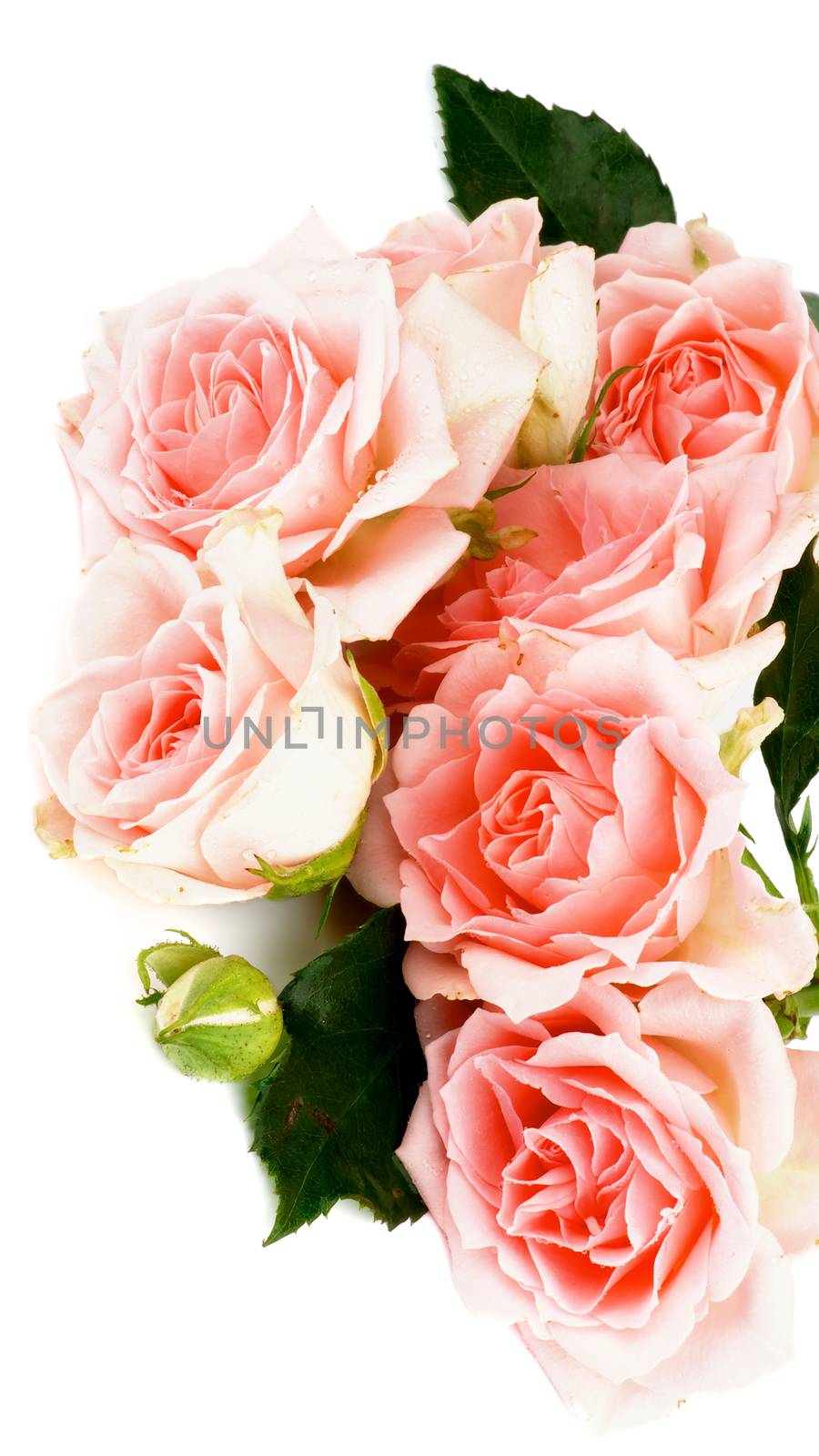 Cream Pink Roses by zhekos