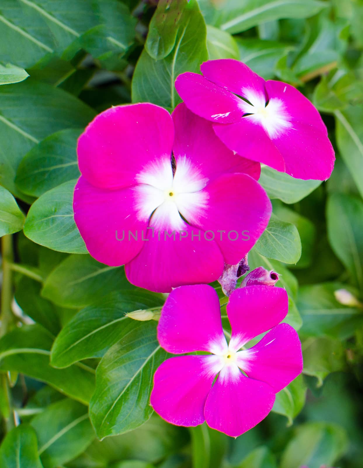 The beauty pink Vinca flower on green nature background .