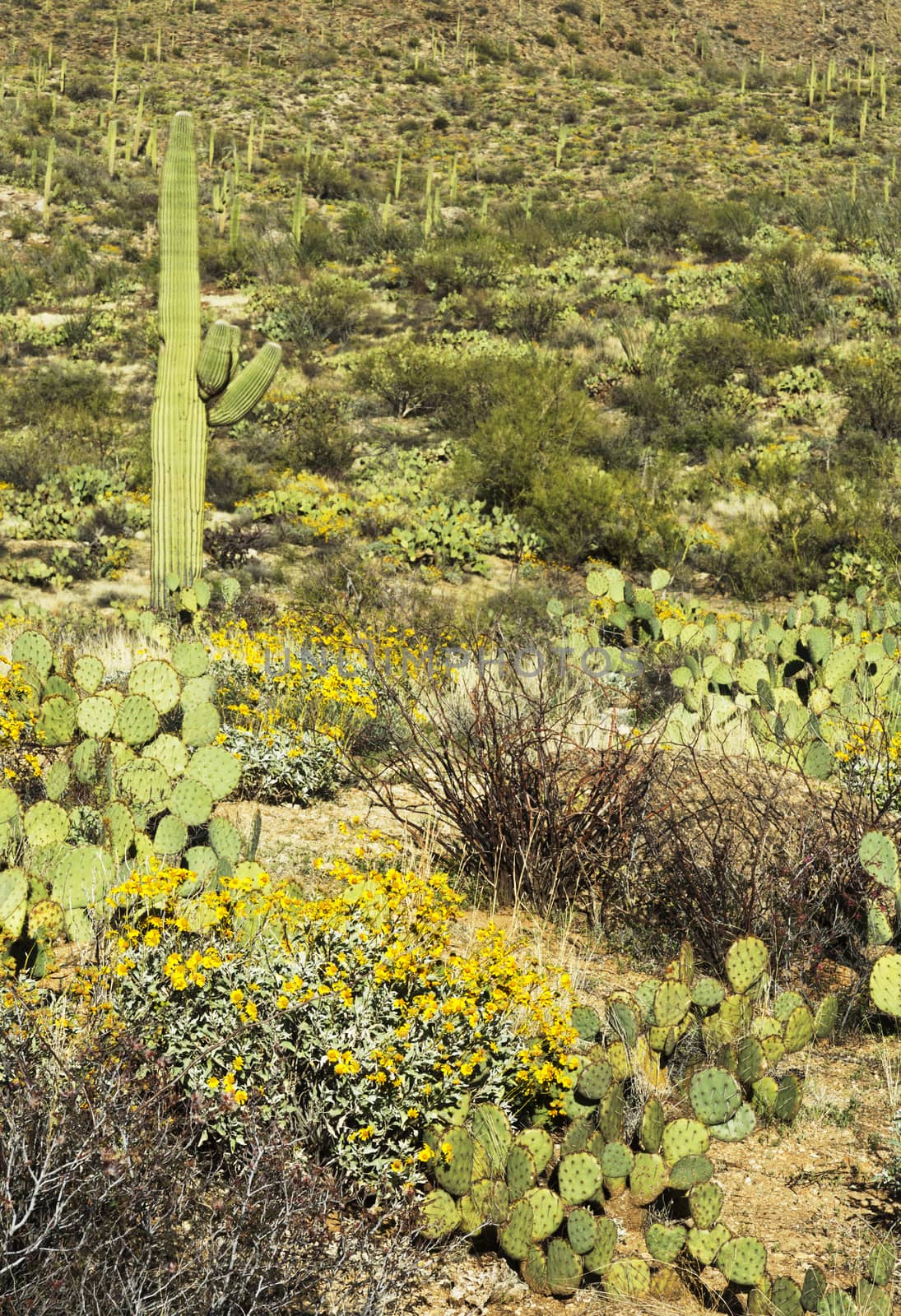 Typical spring view of of yellow brittlebush, prickly pear cactus, and saguaro cactus on Sonoran Desert slope in East Division of Saguaro National Park.