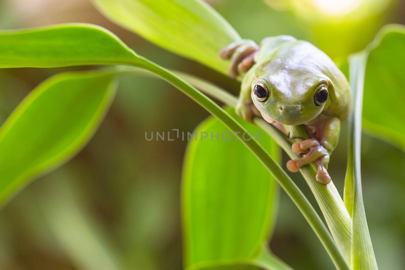 Australian Green Tree Frog sneaking on a plant.