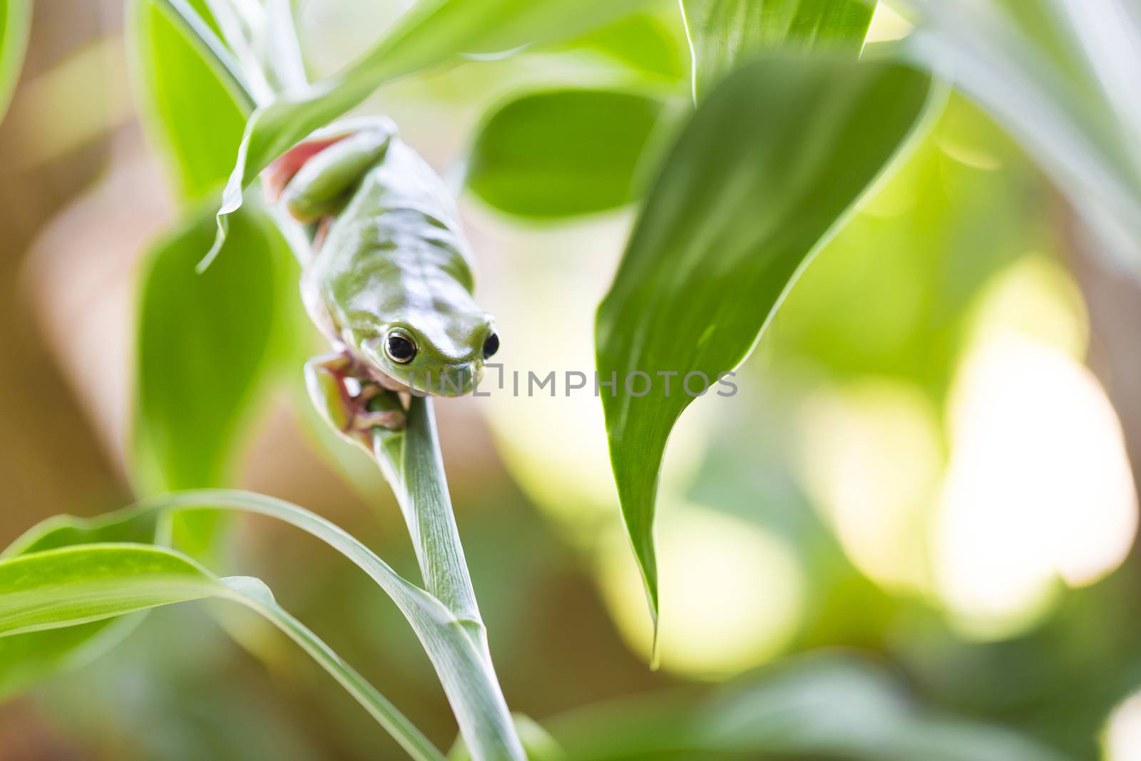 Australian Green Tree Frog sneaking on a plant hunting for prey.