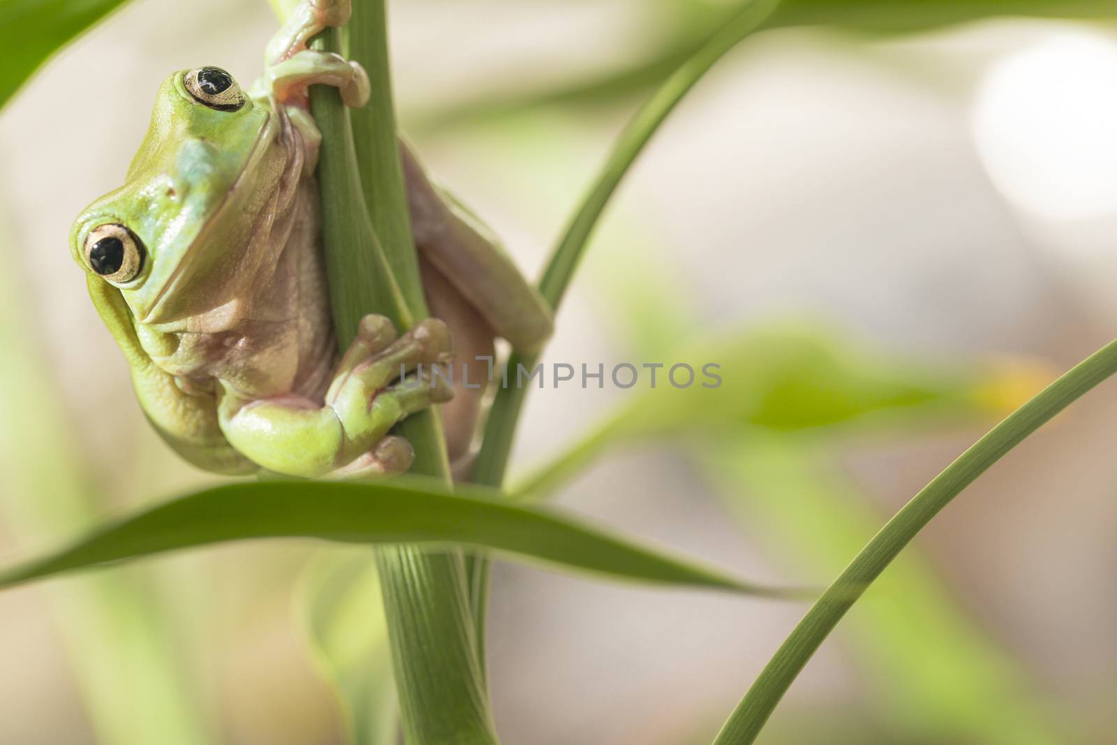 Australian Green Tree Frog on a leaf.