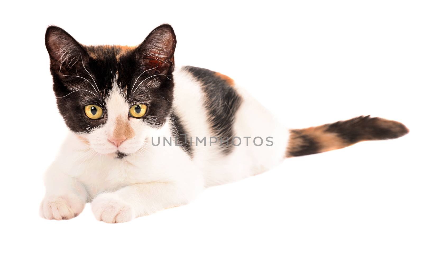 Adorable calico kitten laying on white background by dnsphotography