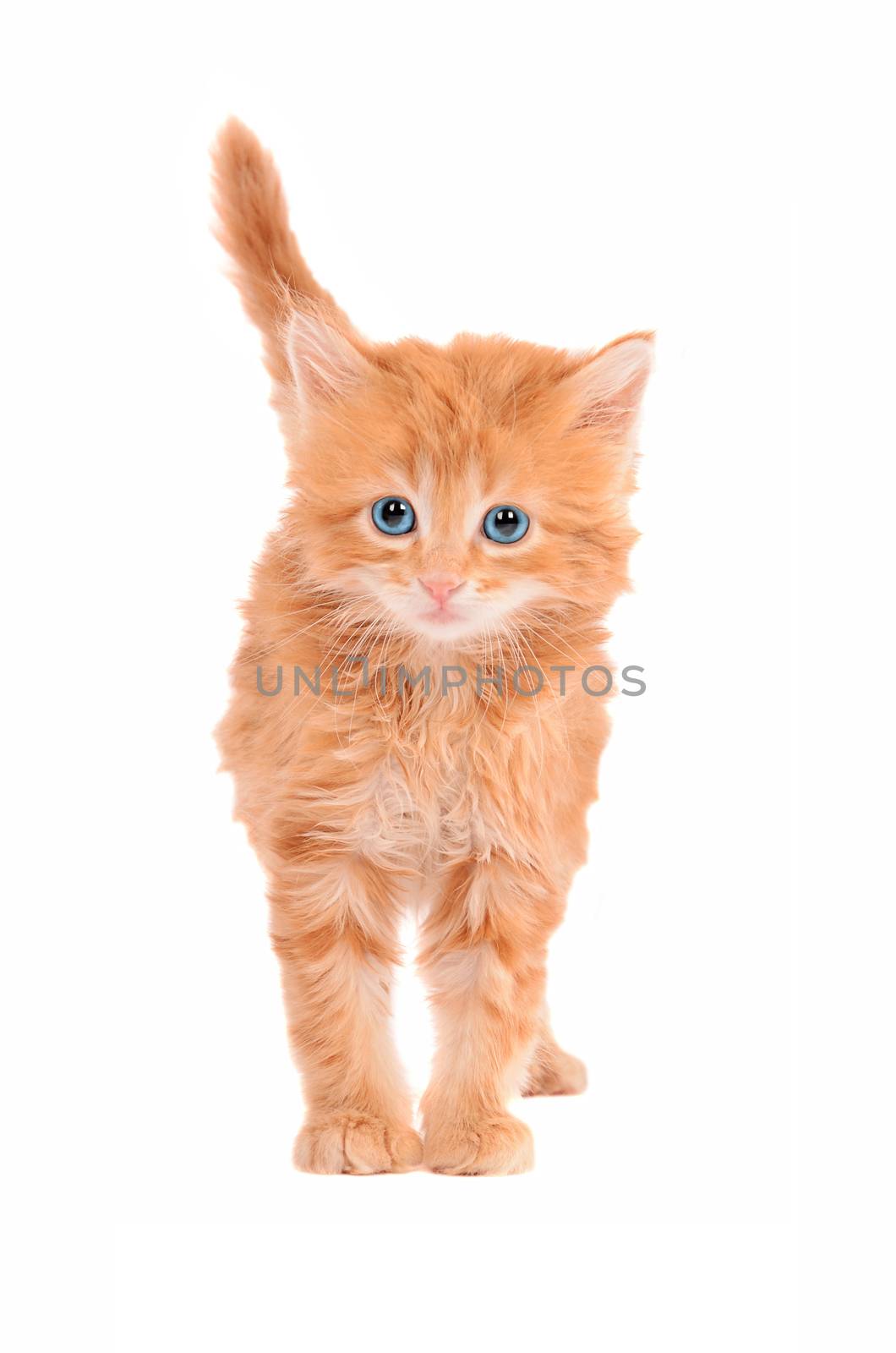 Sad looking ginger kitten with a white background by dnsphotography
