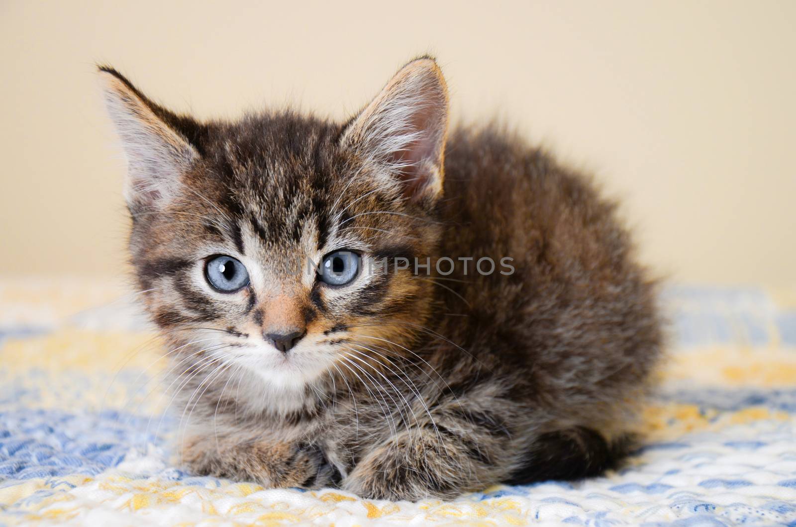 Cute striped cat on a blue and yellow blanket