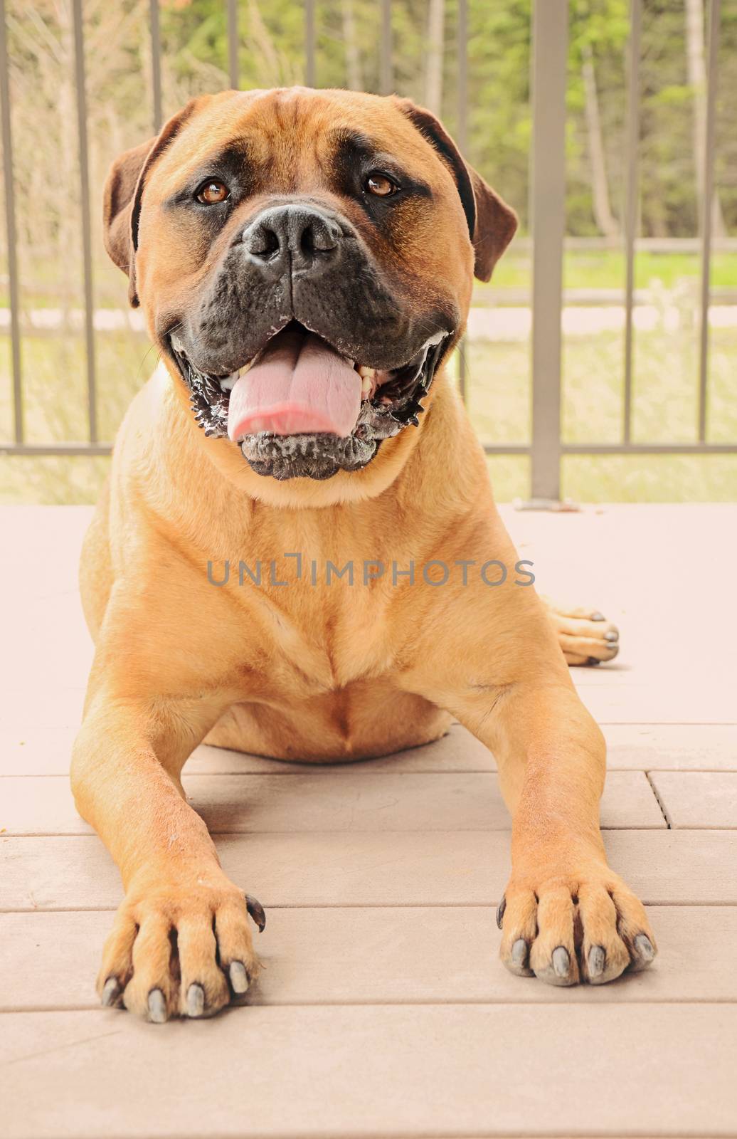 Bullmastiff dog laying on a patio by dnsphotography