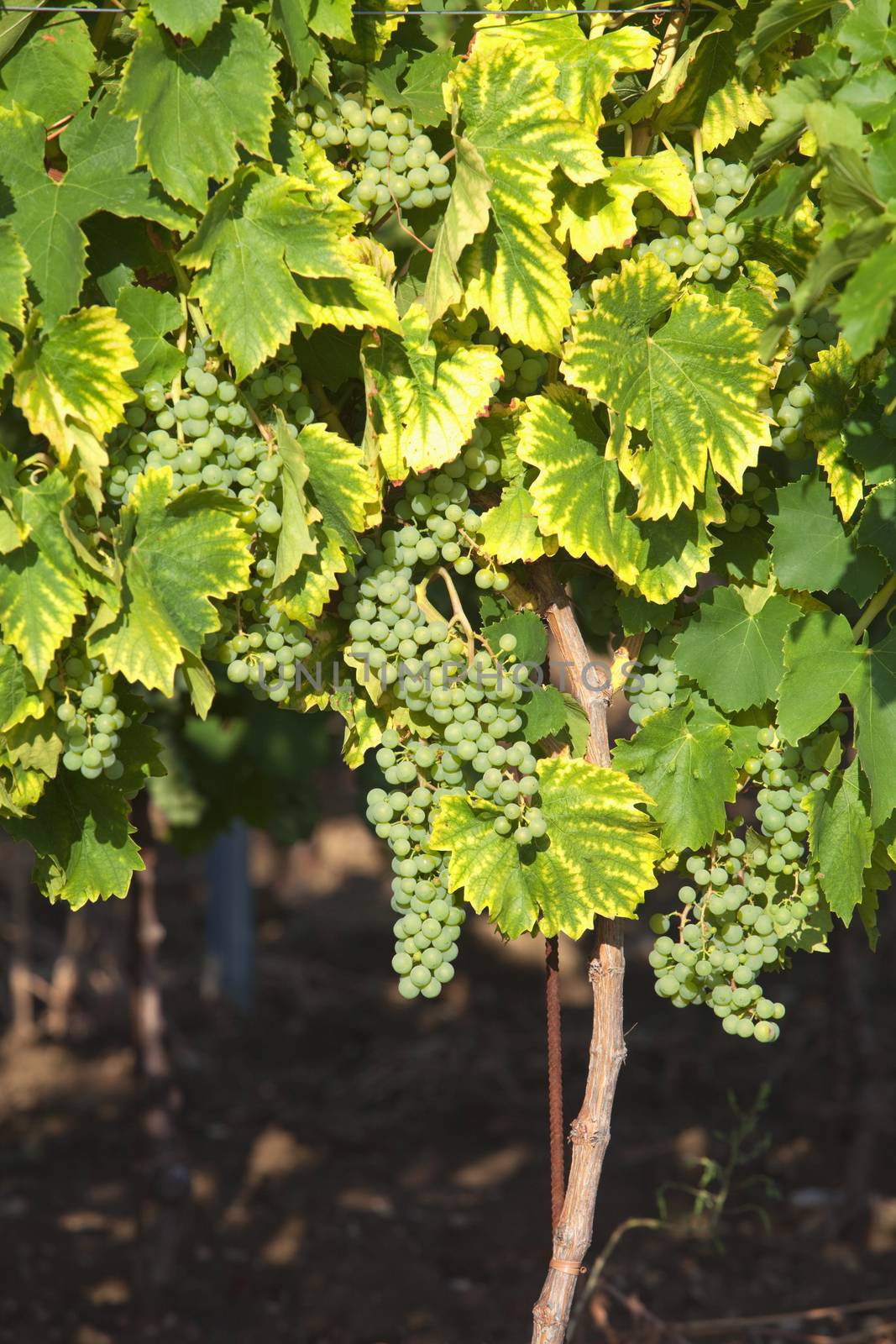 croatia, istria - closeup of wine grapes at vineyard in summer