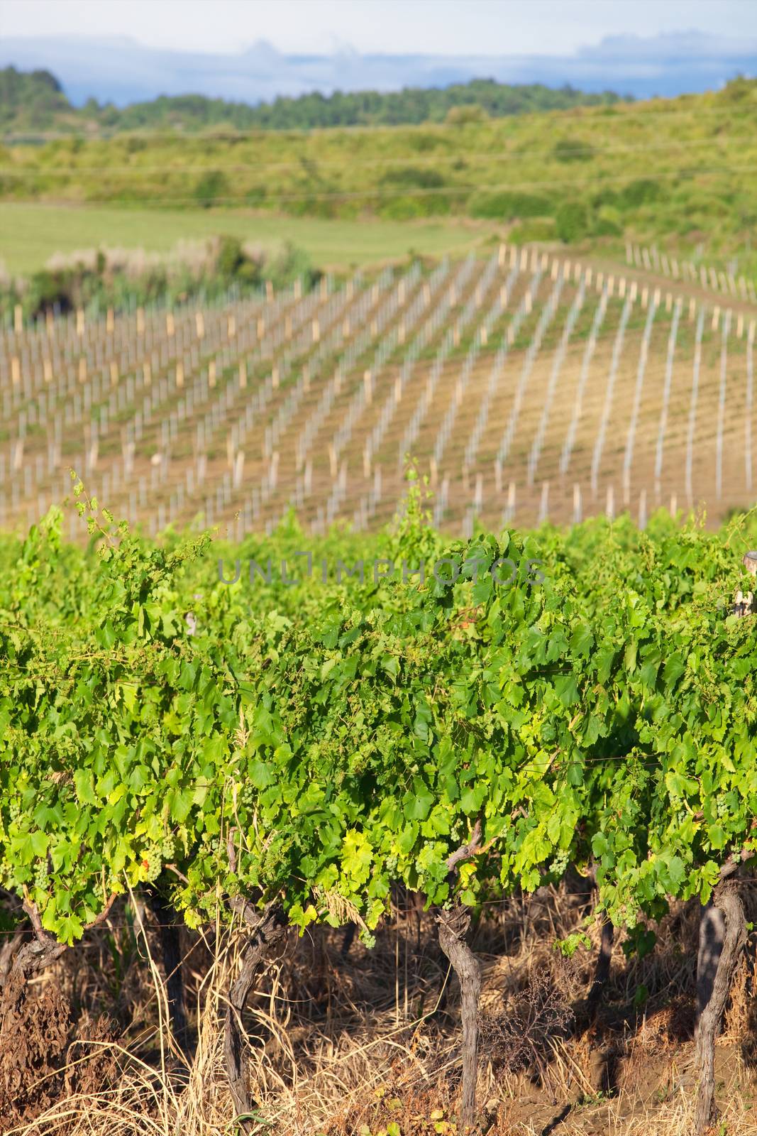 croatia, istria - vineyard on istrian countryside during summer