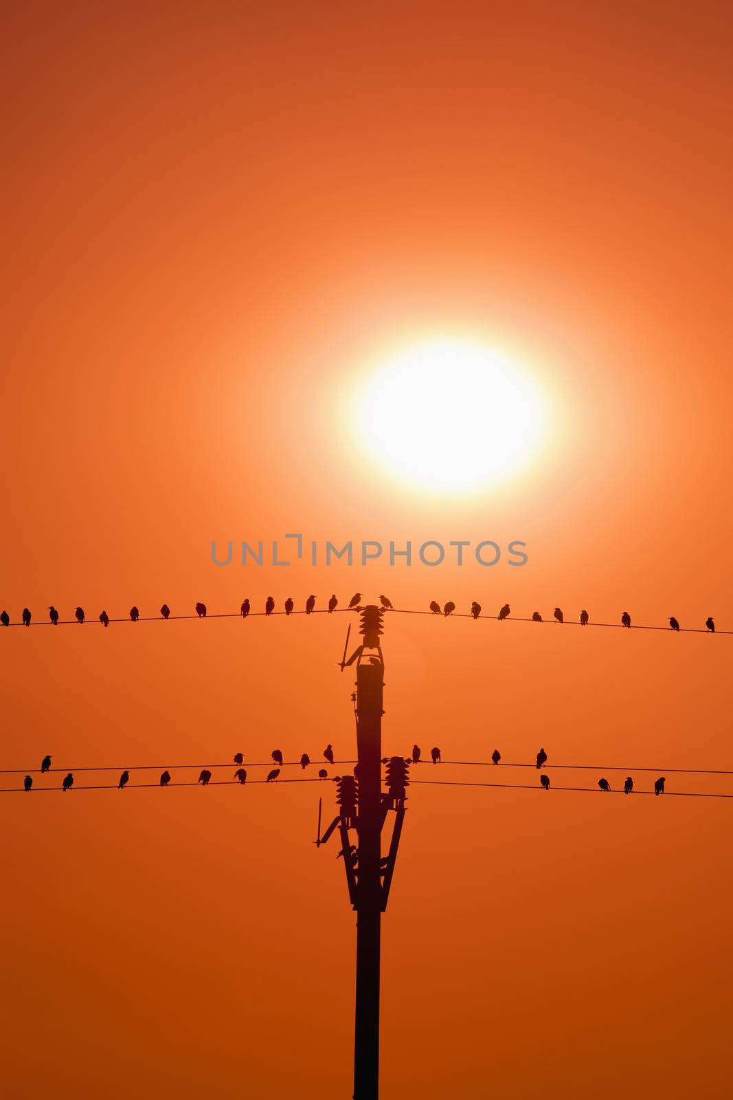 birds sitting on wires in sunset