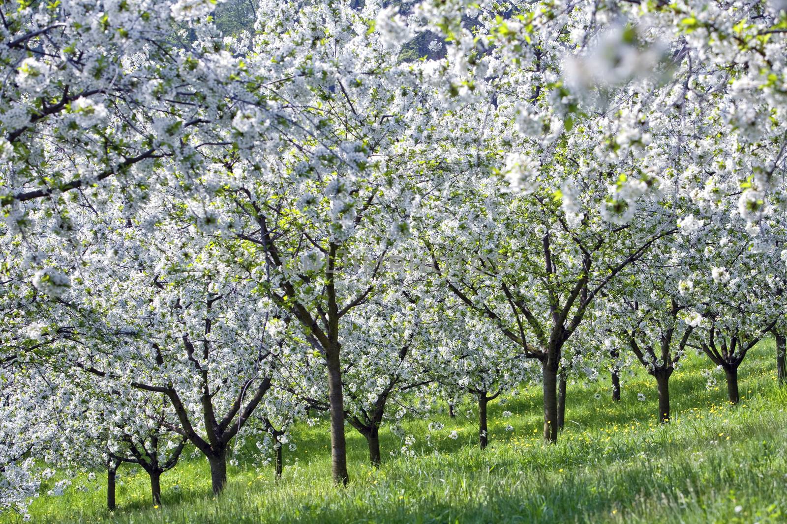 czech republic, prague - cherry trees in blossom on petrin hill in spring