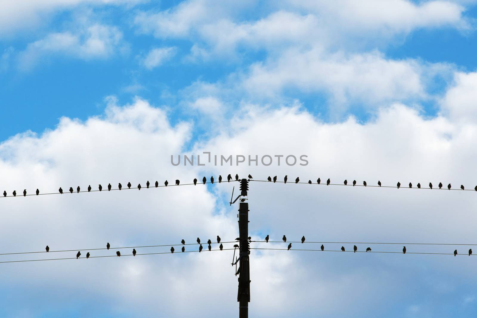 birds sitting on electricity wires - blue sky and white clouds