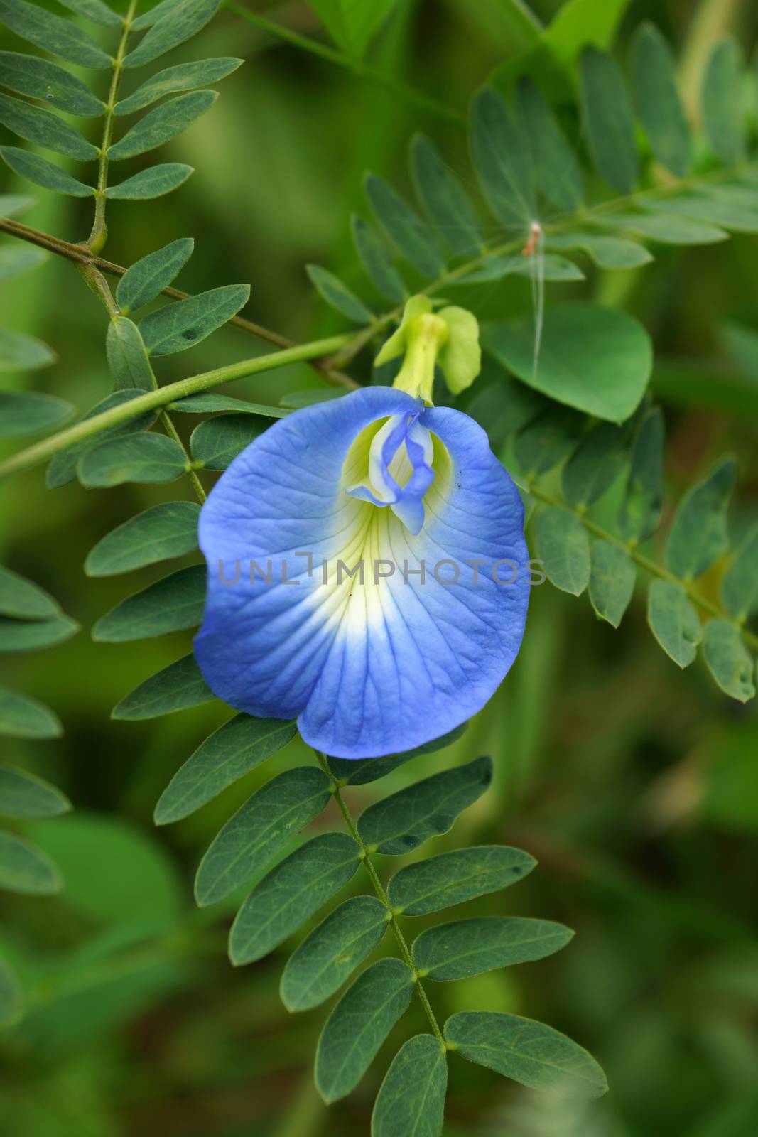 Butterfly Pea Flower