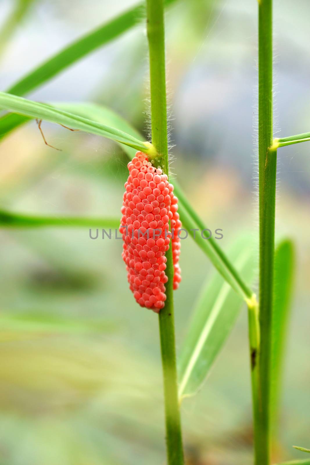 eggs of golden apple snail