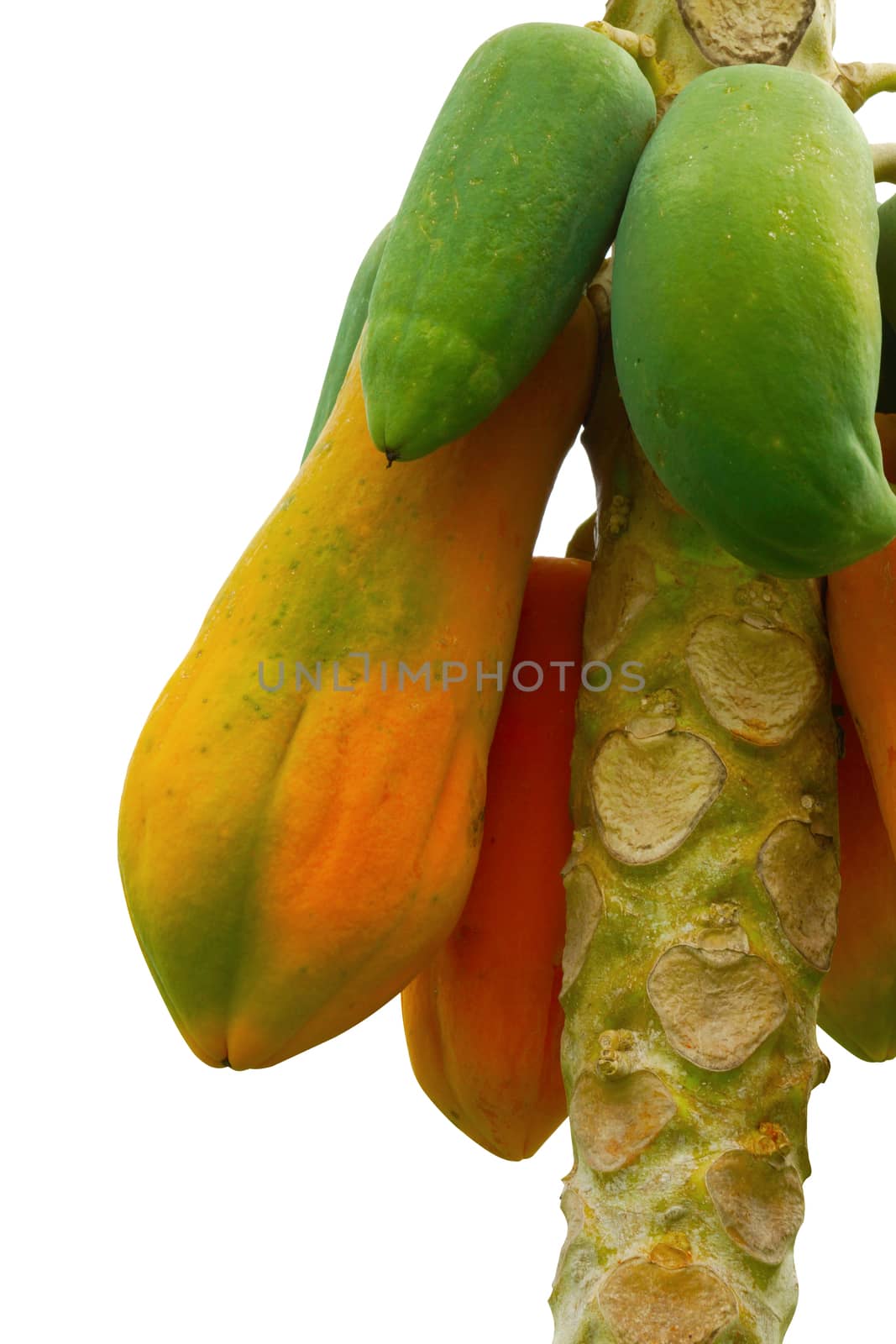 Ripe and raw papaya on the tree.