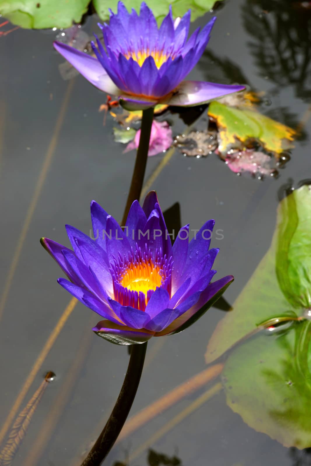 water lily, lotus