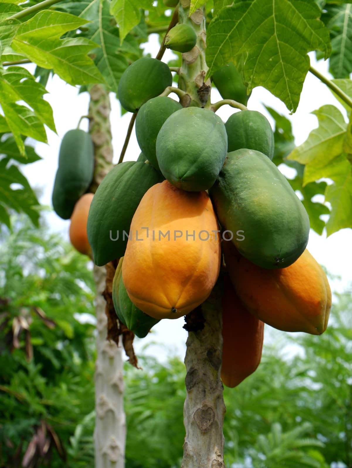 Ripe and raw papaya on the tree.