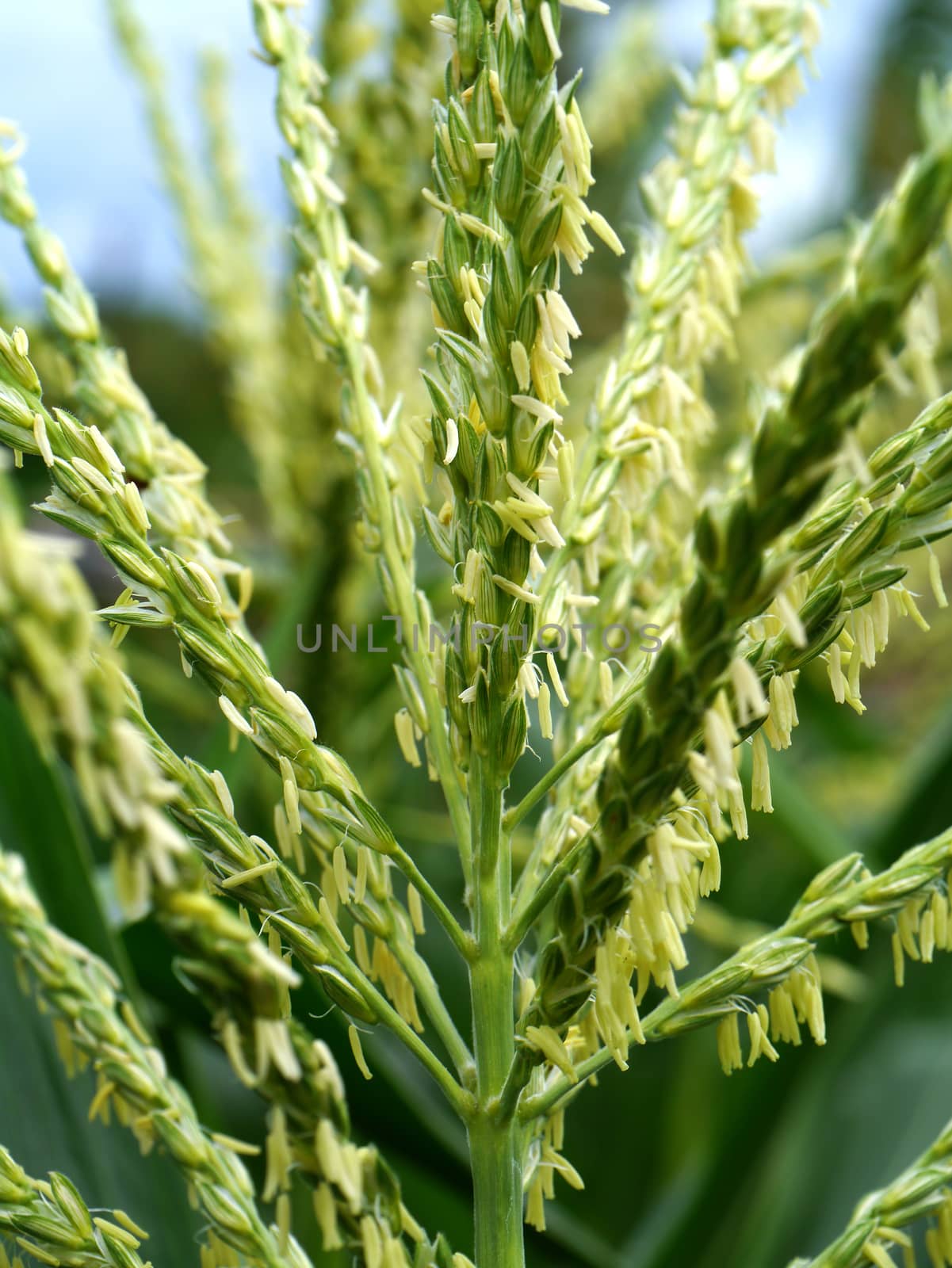 Corn flower.