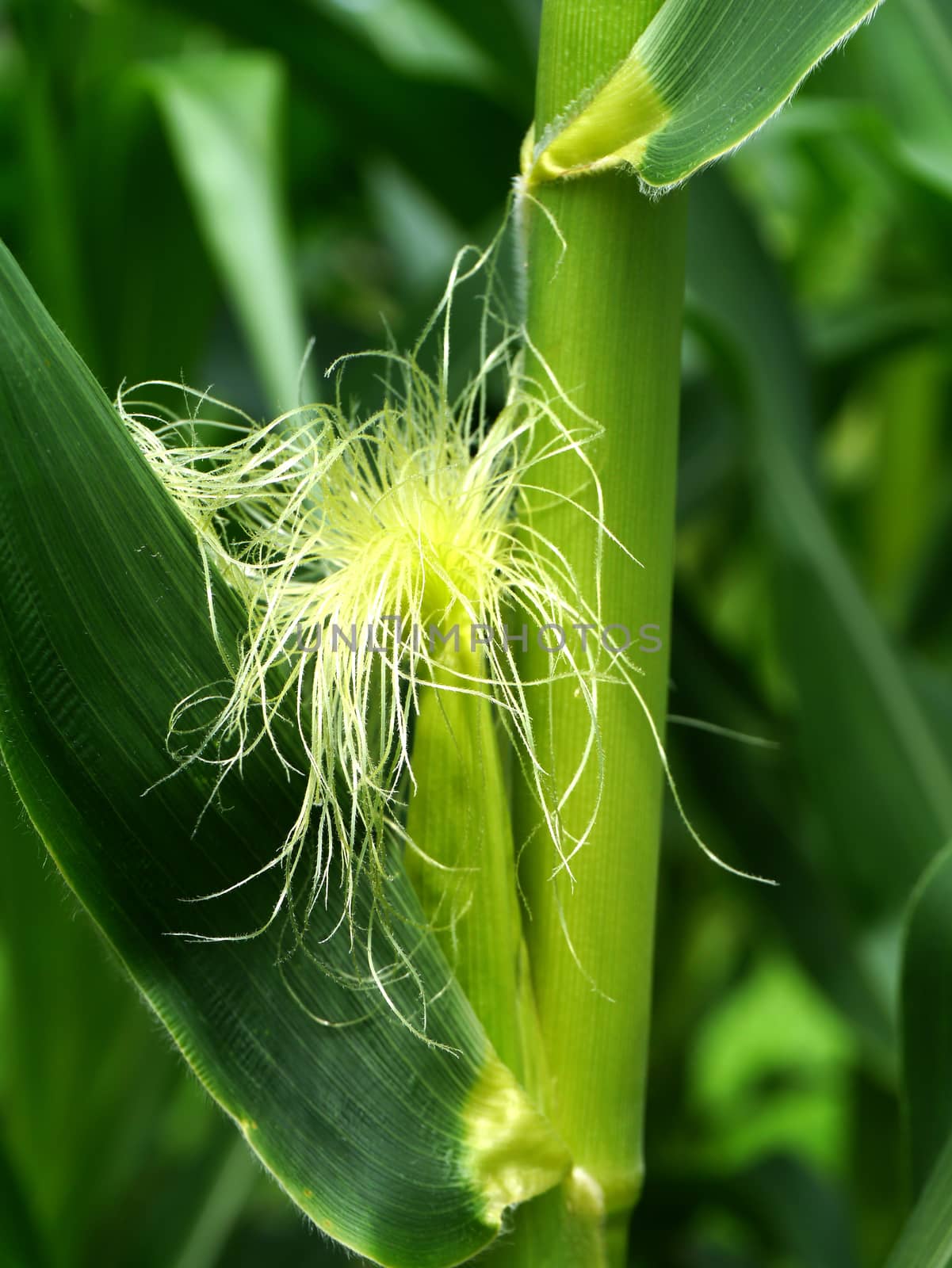 Corn flower.