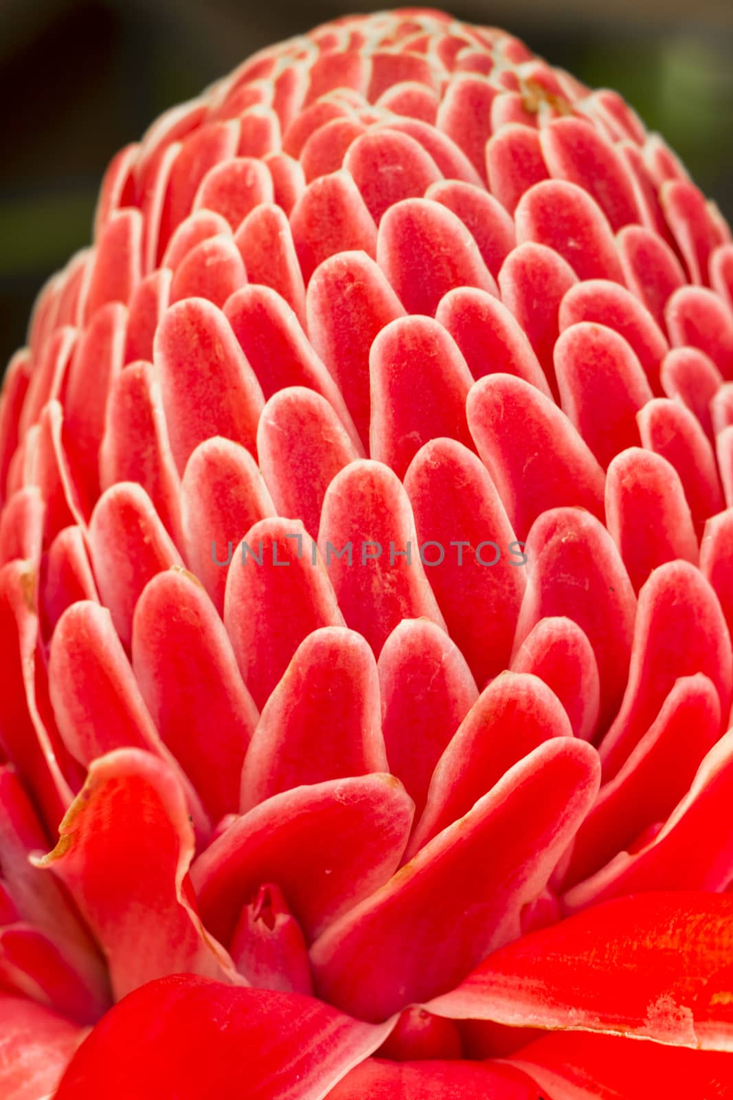 Close-ups of Tropical Red flower (etlingera elatior.)