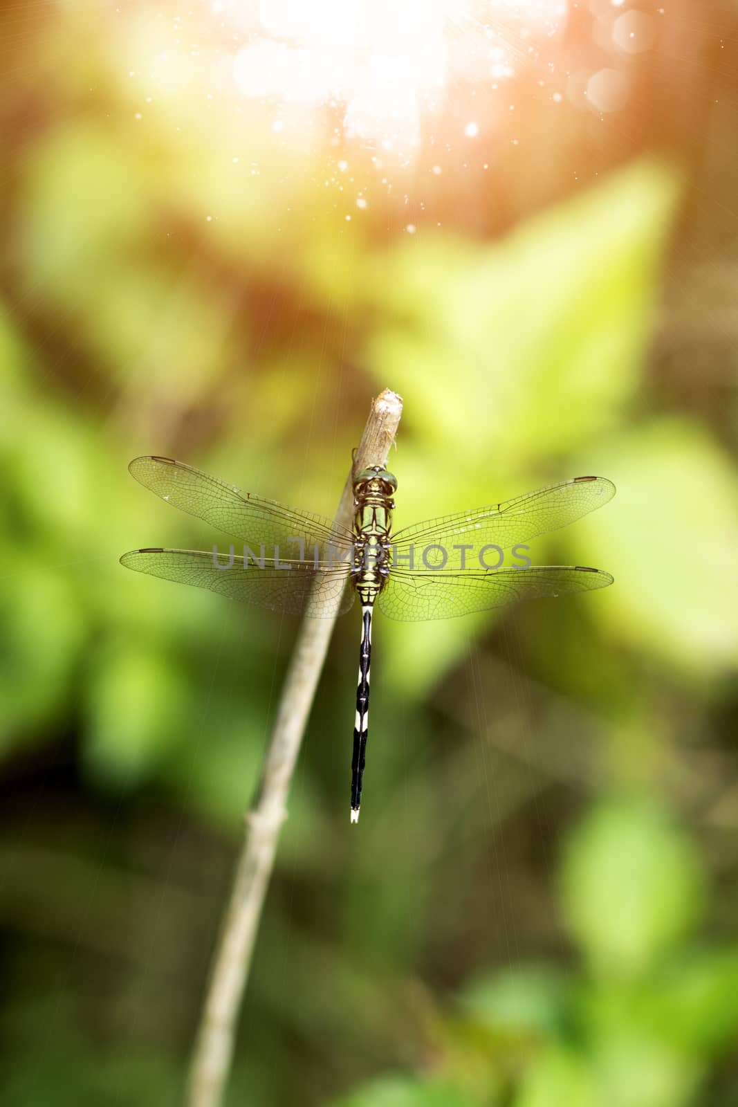 Close-up image of a dragonfly