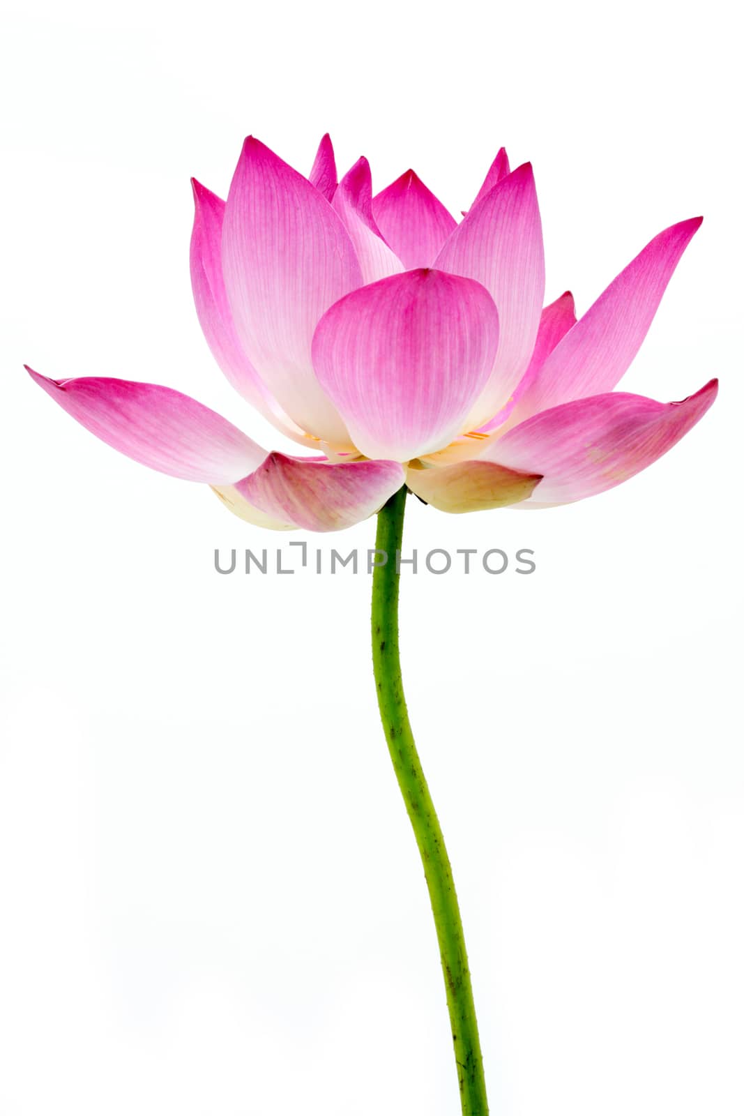 Blooming lotus flower on isolate white background. by Noppharat_th