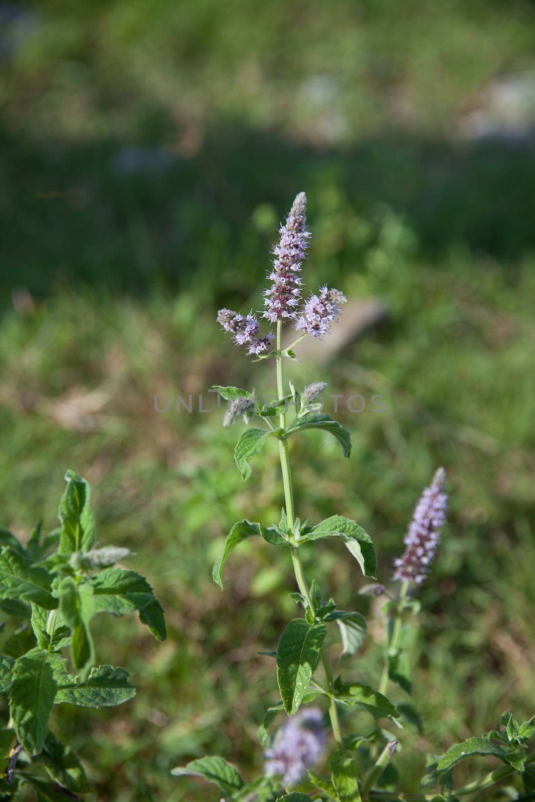 MInt branch with flower and leaves in outdoor