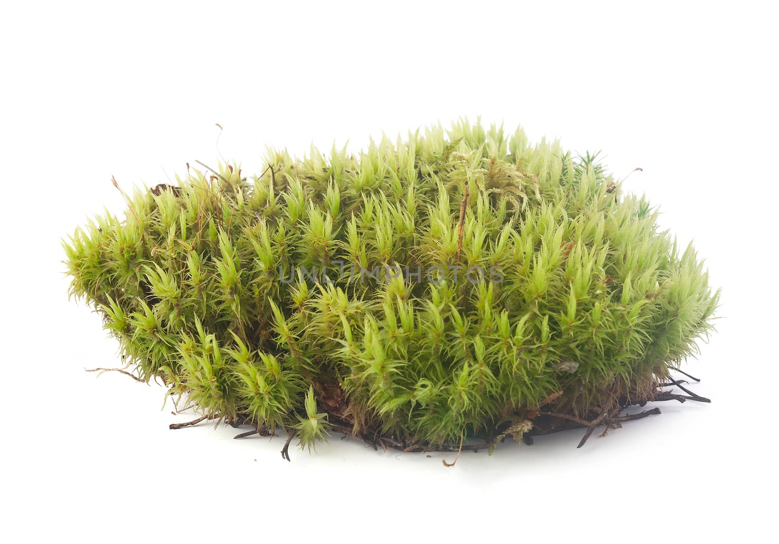 Isolated green moss on the white background