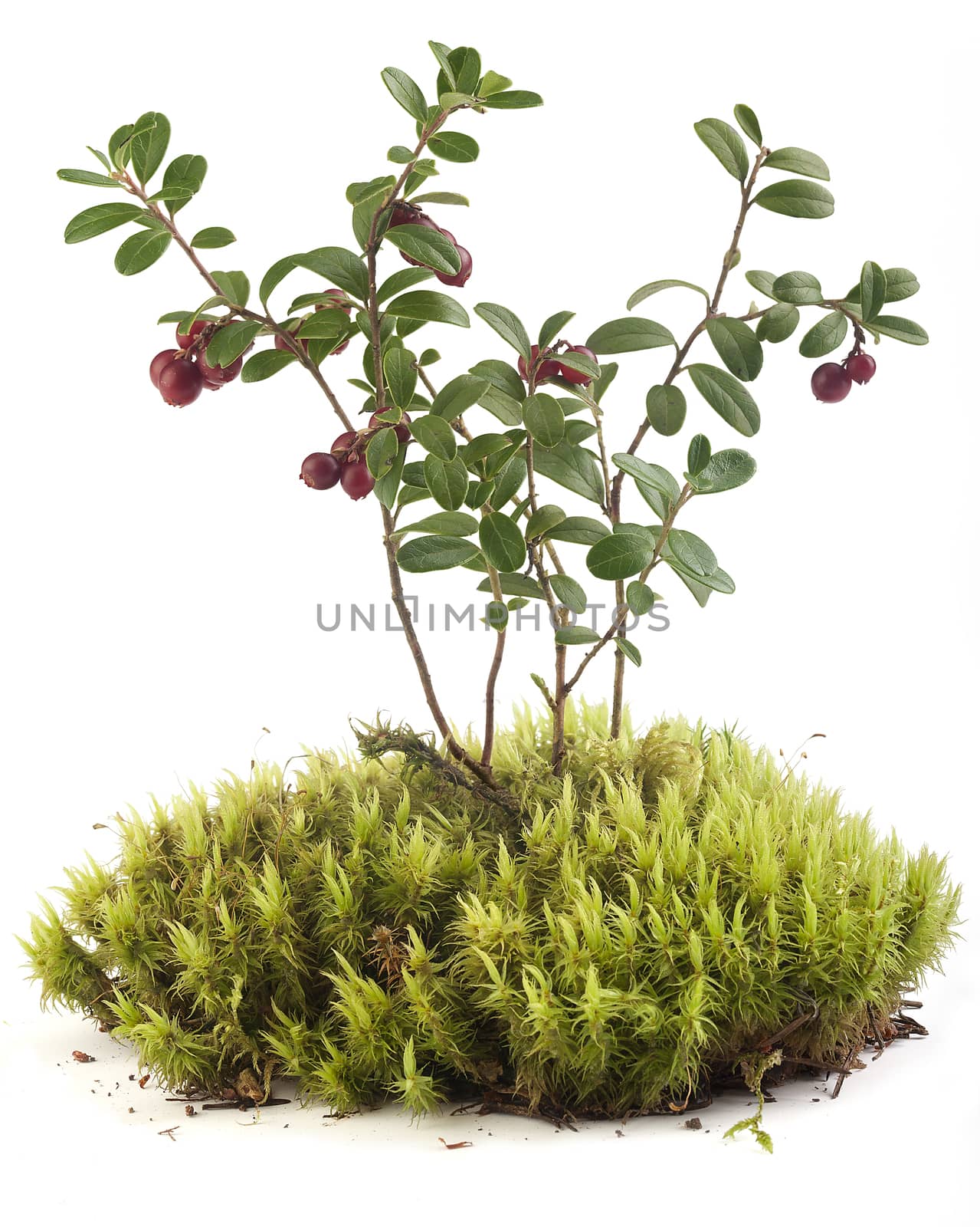Bush of cowberry on the green moss