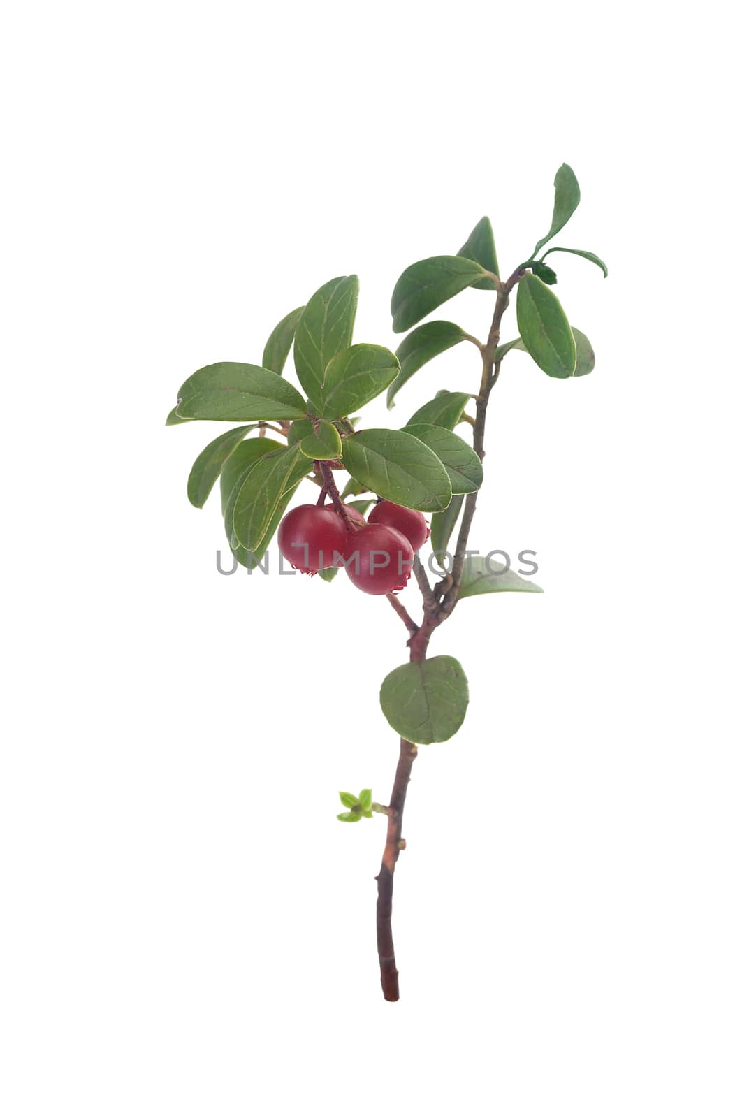 Isolated branch of cowberry with leaves and berries