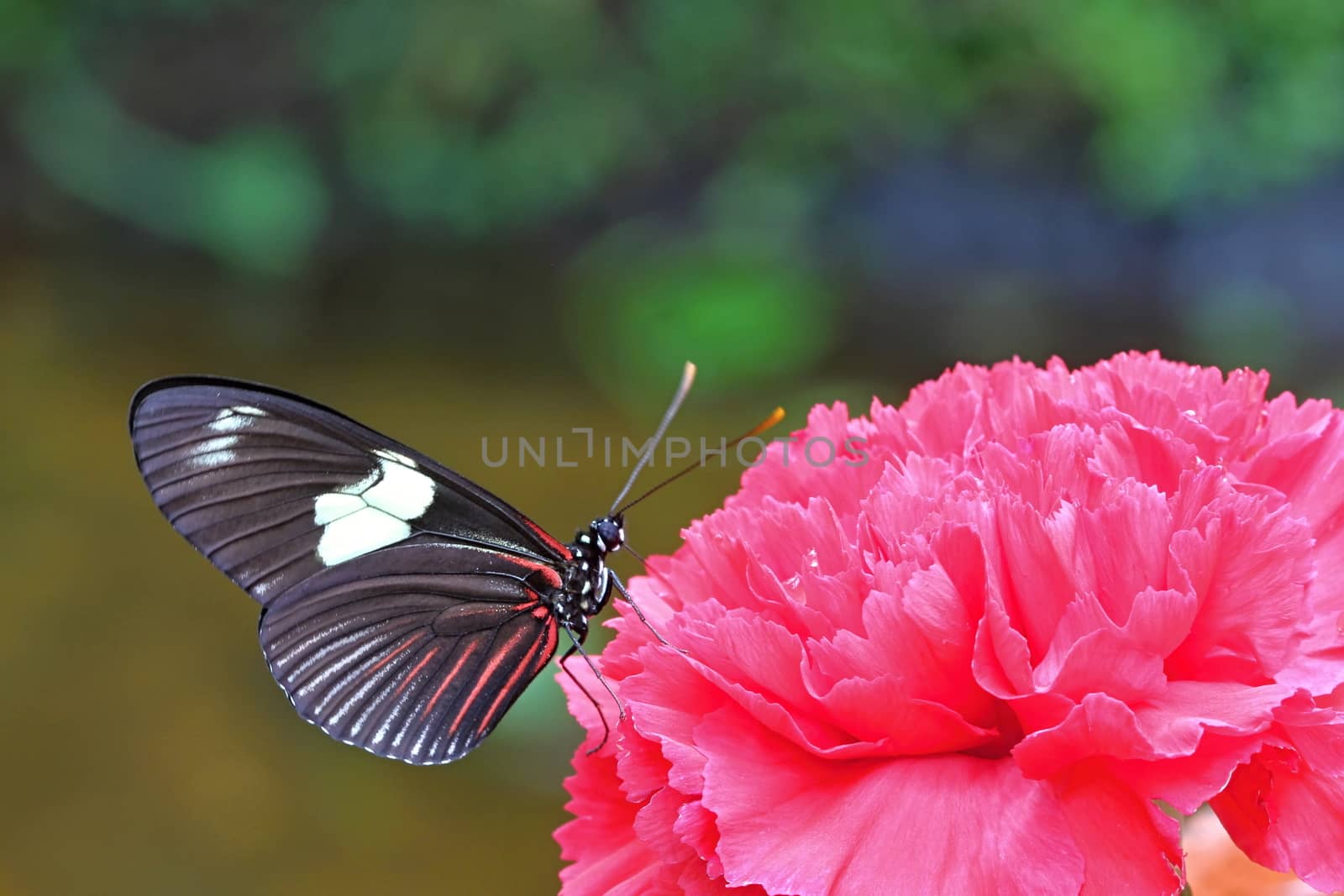 Photo shows details of colourful butterfly in the park.