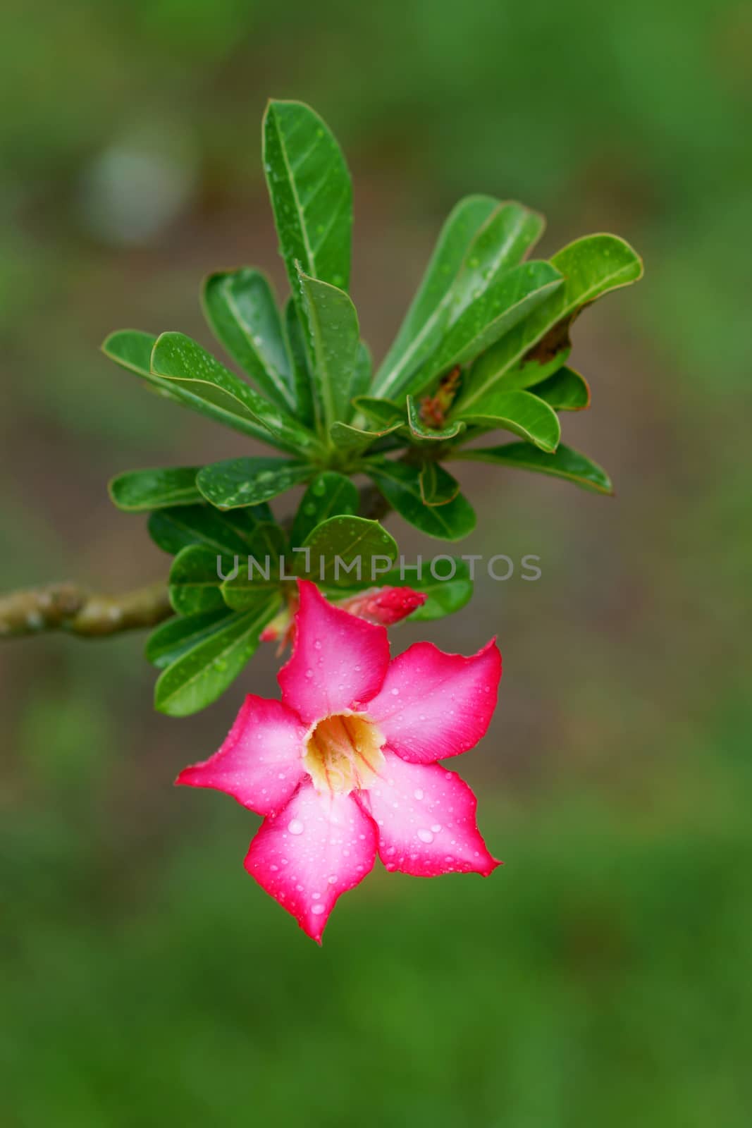 Tropical flower Pink Adenium. Desert rose. by Noppharat_th