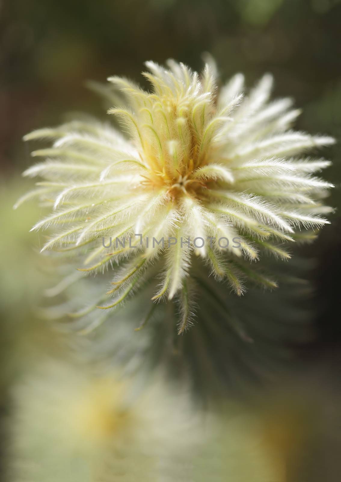 Flowering Phylica pubescens  by lovleah