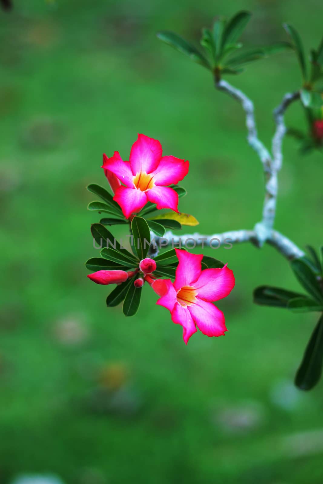 Tropical flower Pink Adenium. Desert rose.
