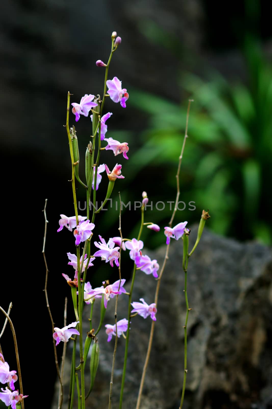 Orchid wild name Doritis pulcherrima by Noppharat_th