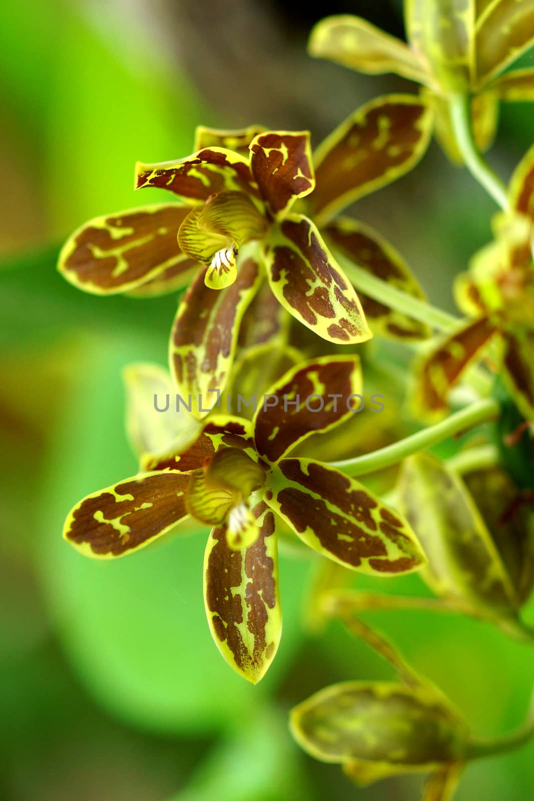 Green and yellow orchids (grammatophyllum orchid) by Noppharat_th