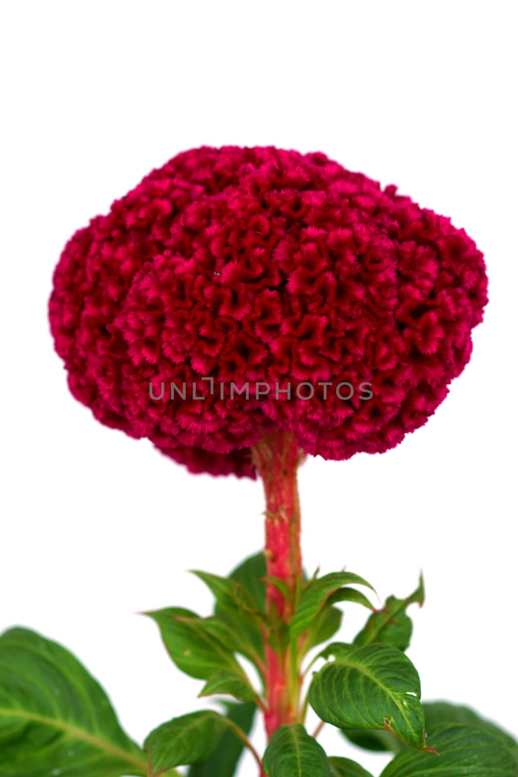 Cockscomb, Chinese Wool Flower by Noppharat_th